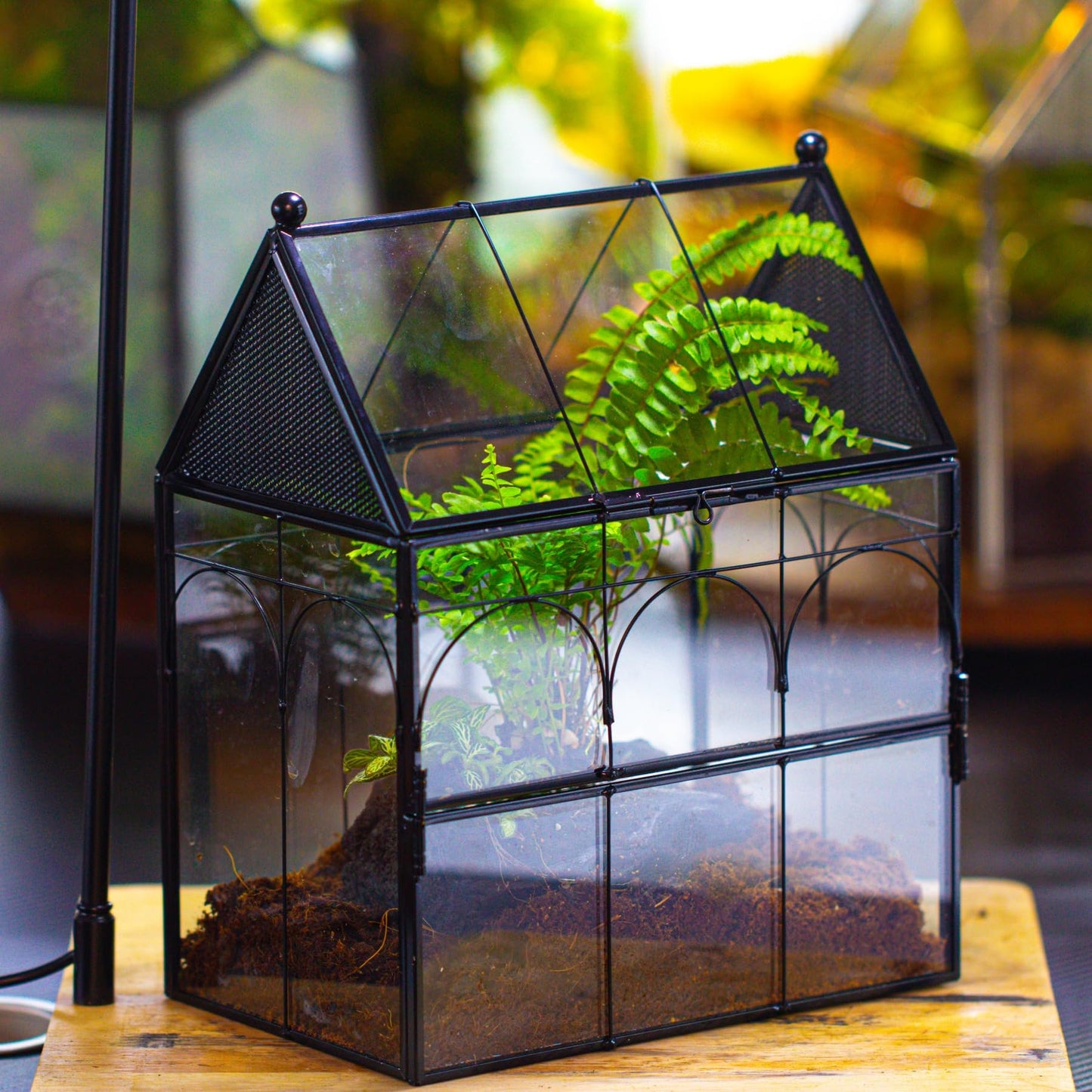 NCYP Glass Enclosure with Vent Holes for Insect, Spiders, Snails - 19 x 12.5 x 23 cm Small Closed Front Opening Door Succulent Terarium - House Shape Habitat, Home Decor Black (No Plants)
