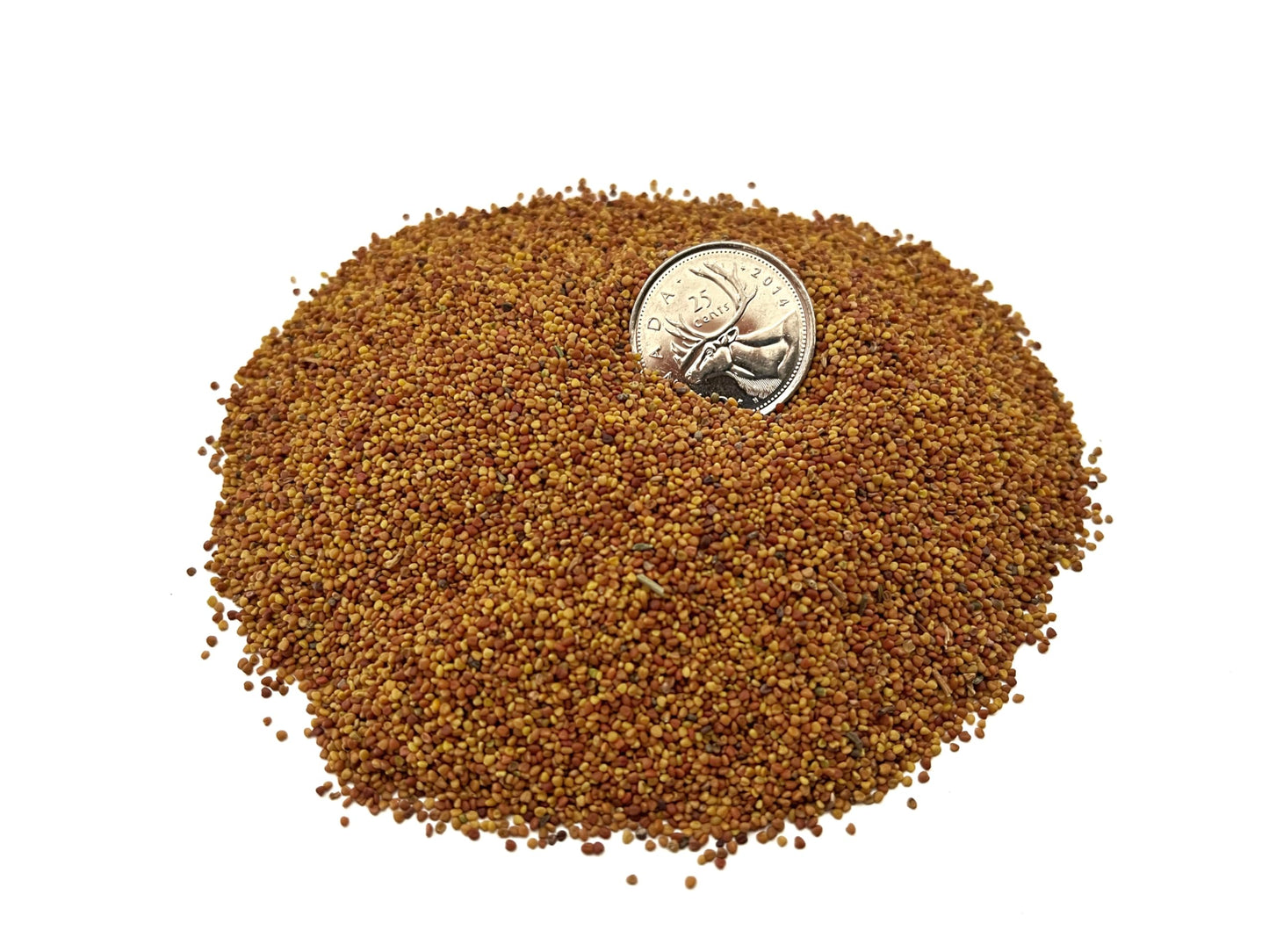 1 Pound Dutch Lawn Clover Seed | Made in Canada | Seed for Canadian Lawns | Non GmoSeeds | White Flower Seeds | Perrenial Lawn Clover | Trefle Blanc | Micro Grass Seed
