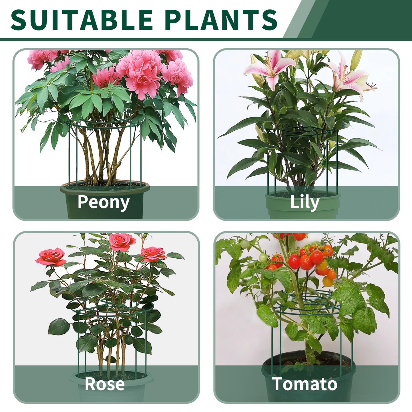 SYITCUN Tall Peony Cages and Supports, 14x32 Inch 4-Pack Heavy Duty Metal Plant Cages, 5mm Extra Thick Green Garden Stake for Tall Peonies, Delphiniums, Sunflowers