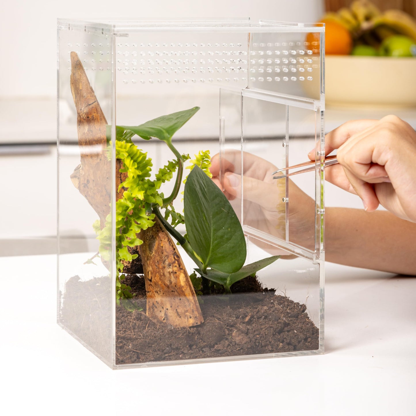 Jumping Spider Habitat and Terrarium Kit - Enclosure With Accessories for Spiders, Bugs, Insects, Snails, and Arboreal Tarantulas