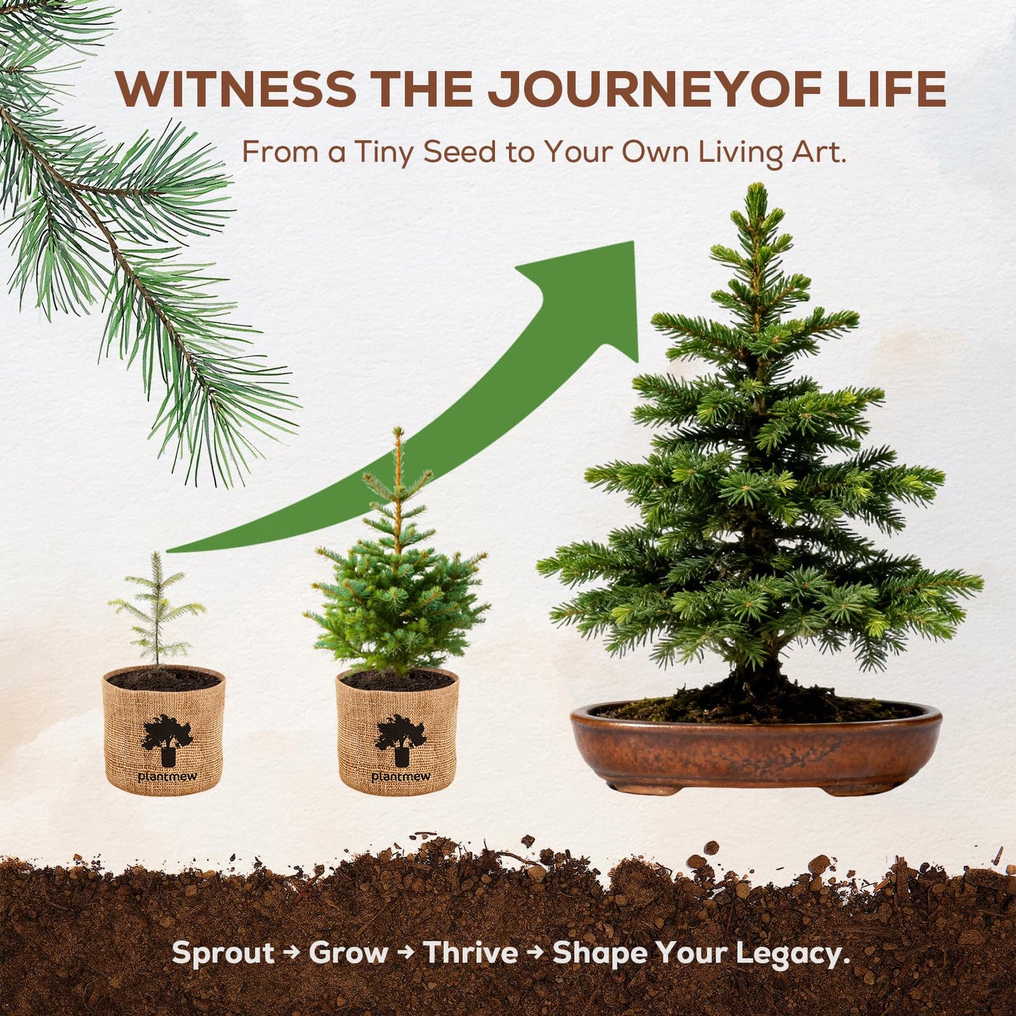 Crafts for Adults - Bonsai Tree Starter Kit with 5 Unique Japanese Trees | Complete DIY Gardening Kit for Birthday | Gifts for Women, Men, Mom, Dad, Plant Lovers