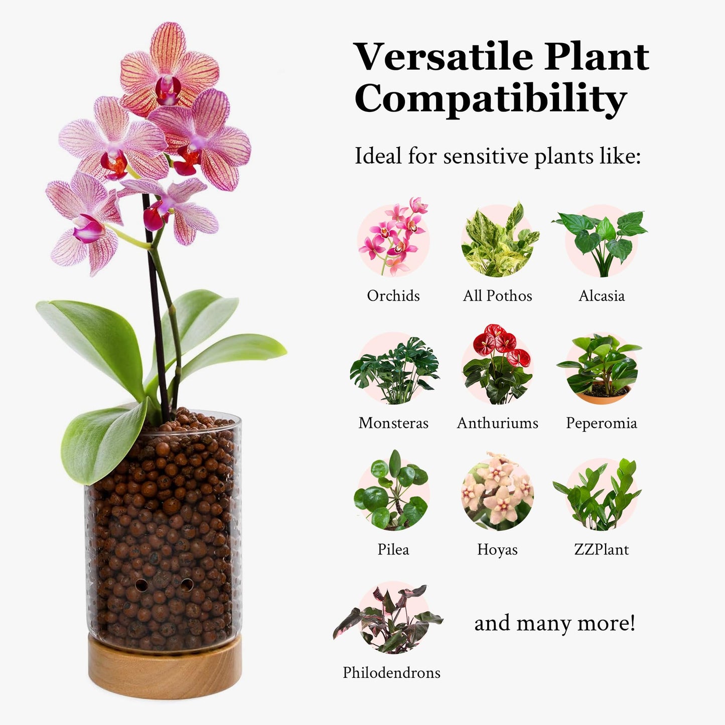 Pot & Pebble - C1 Glass Planter with Wooden Base - Plant Propagation Station with Holes for Water Level Control - Plant Cutting Holder for LECA Clay Pebbles/Similar Media - Semi Hydroponic Planter