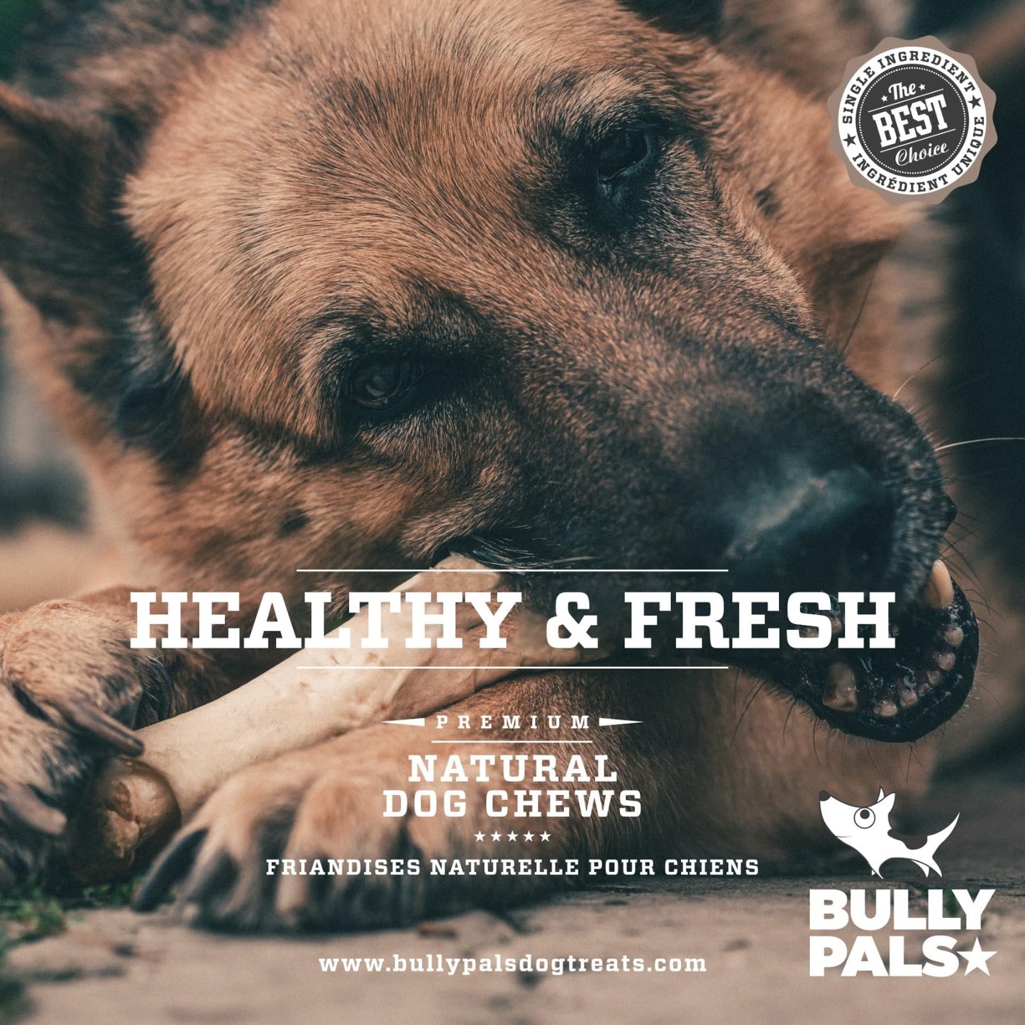 BULLY PALS - 12 inch Bully Sticks Standard - 10 Pack - All Natural, Single Ingredient, Dehydrated, Rawhide and Chemical Free, Fully Digestible Dog Treat and Dental Chew for Small to Medium Dogs