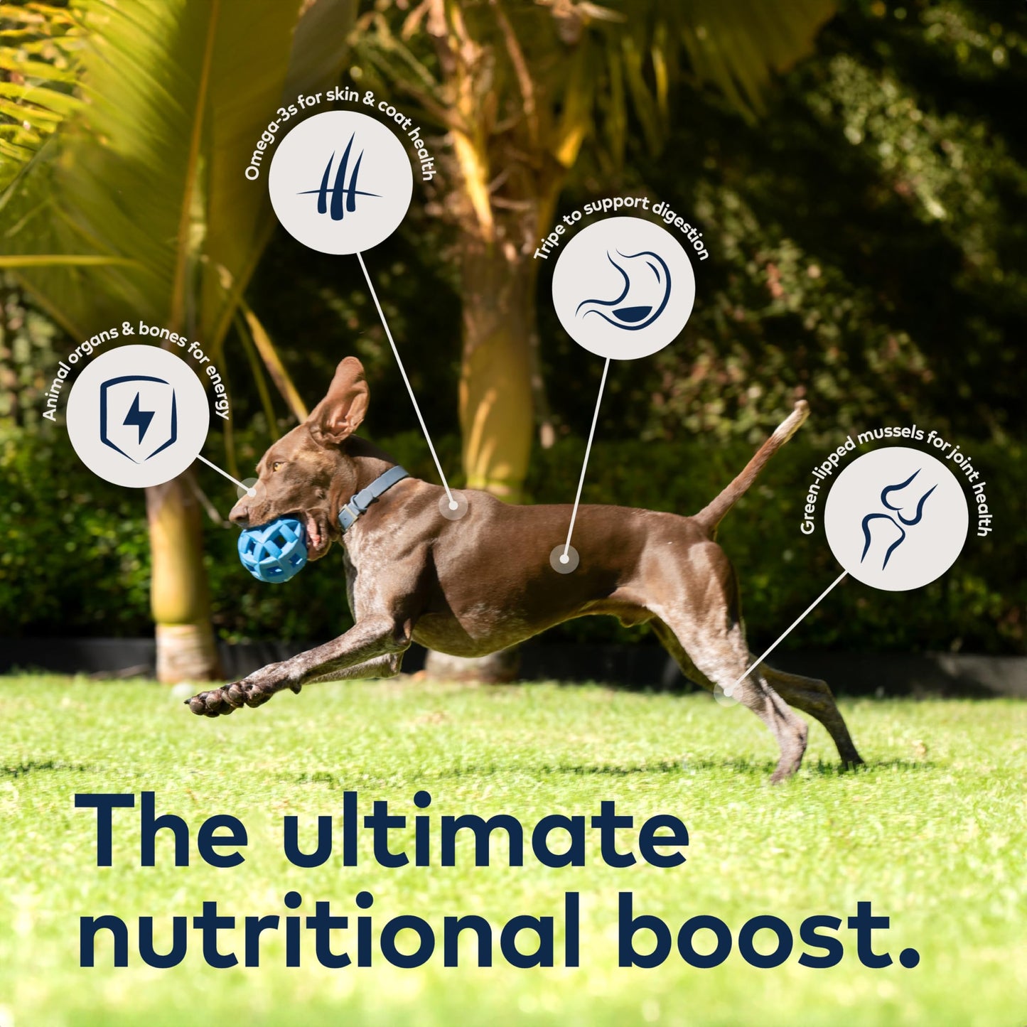 ZIWI Peak Canned Wet Dog Food – All Natural, High Protein, Grain Free, Limited Ingredient, with Superfoods (Chicken, Case of 12, 170 g Cans)