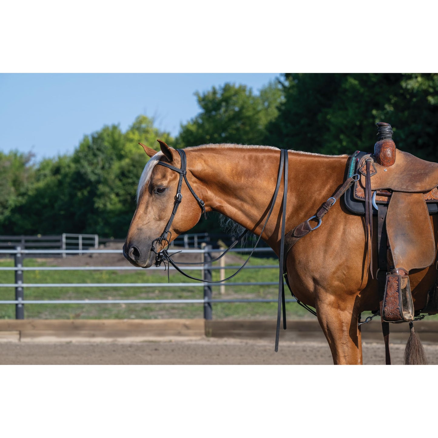 Weaver Leather Unisex Adult Straight Browband Headstall, Black, Horse US
