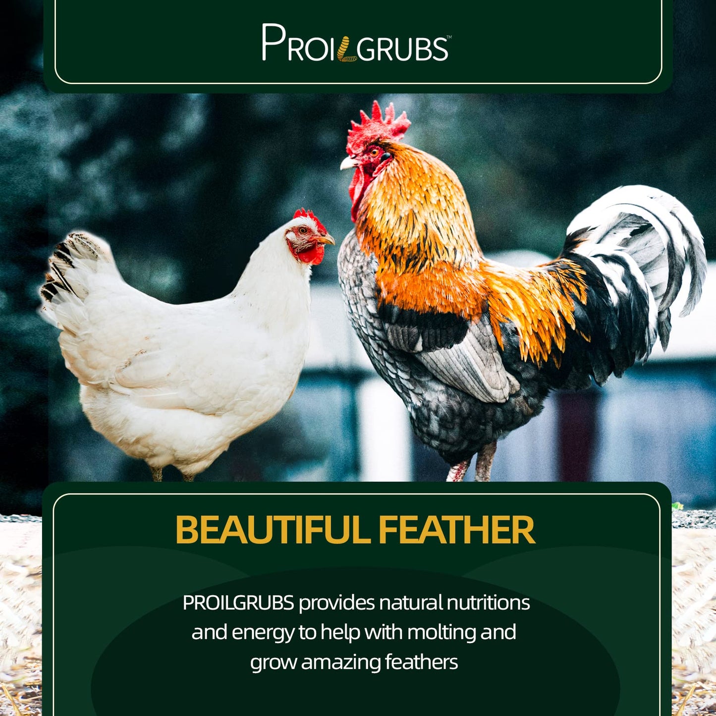 PROILGRUBS 5LBS- Non-GMO-Dried Worms for Chickens - 85X More Calcium Than Mealworms - All Natural Dried Black Soldier Fly Larvae Treats, Dried Meal Worms for Chickens, Hens, Birds,Molting Supplement