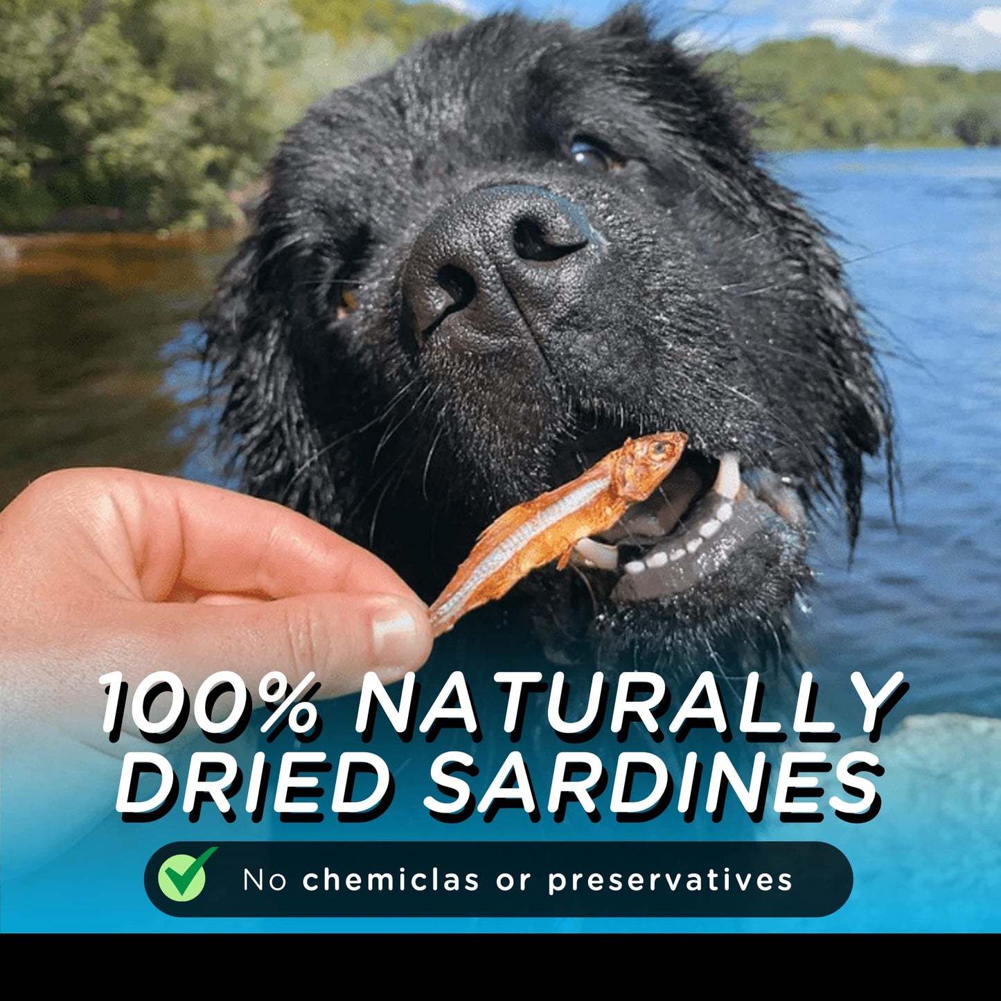 Only One Treats Dried Sardines for Dogs and Cats – All-Natural Training Treats with Omega 3 and Calcium – Sun-Dried Pet Treats for Dogs and Cats Brain, Heart, Skin and Coat Health (150g, Pack of 3)