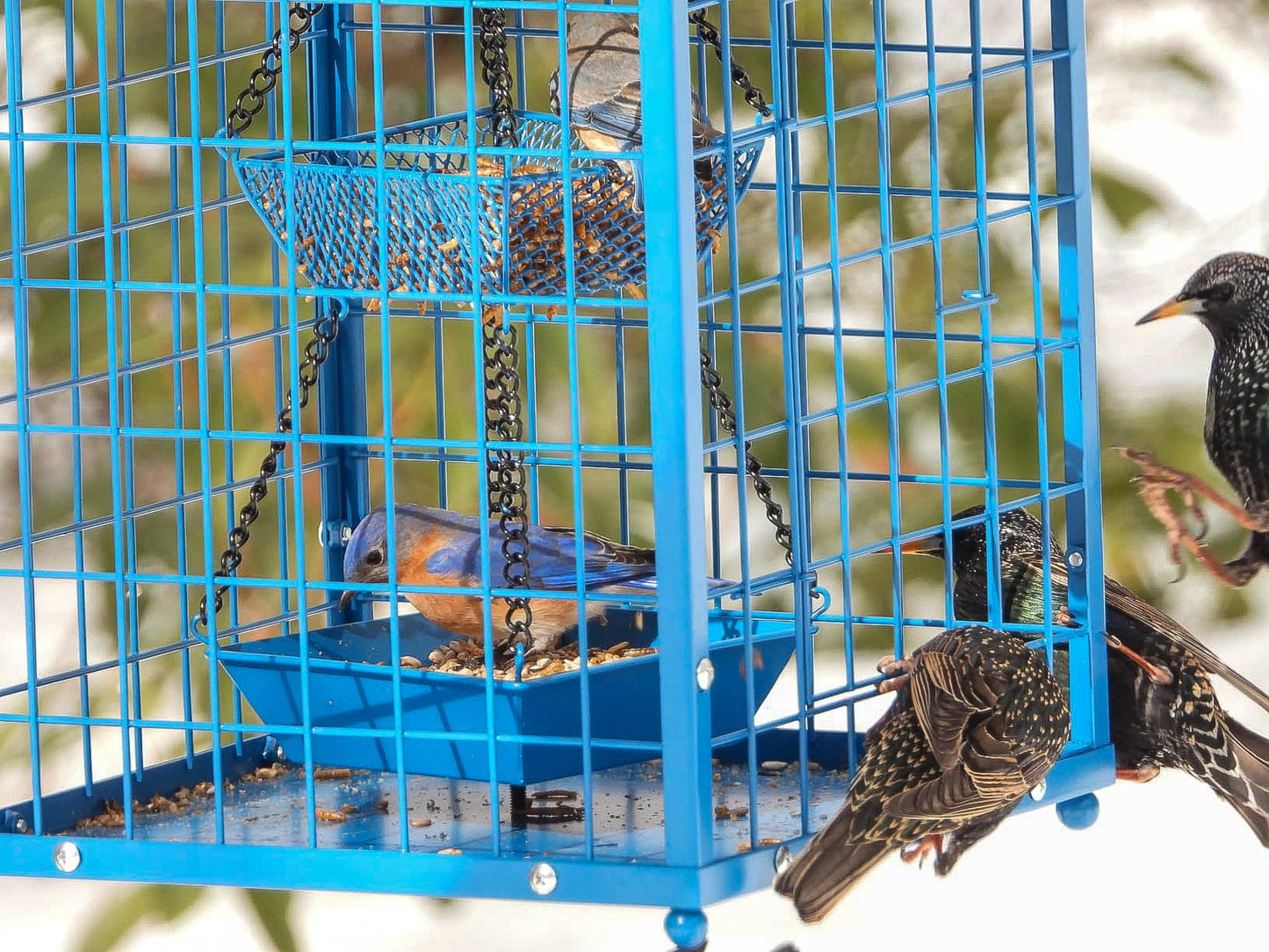 Mealworms Bird Feeders for Bluebirds - Metal - Huge Caged Squirrel-proof Bird Feeders with 2 Cups, DIY Wild Bird Feeders Outdoor Hanging (Blue), Attract Small Birds, 2lbs Seed Capacity+1 Mealworms Cup
