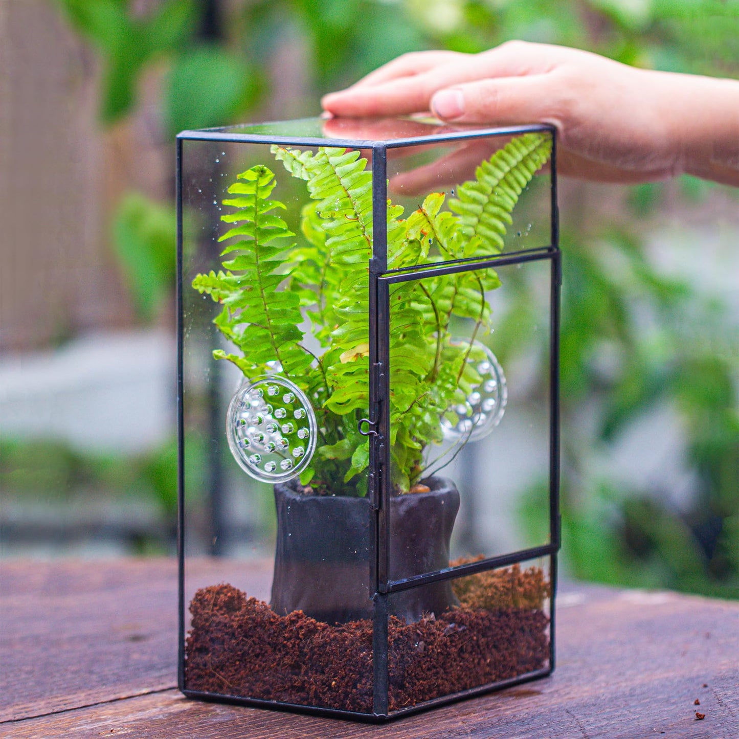 NCYP Glass Enclosure with Door and Vent Holes for Large Jumping Spider - 13 x 10 x 23 cm Front Opening Rectangle Black Terrarium - Holes Diameter 0.3cm (Terrarium Only)