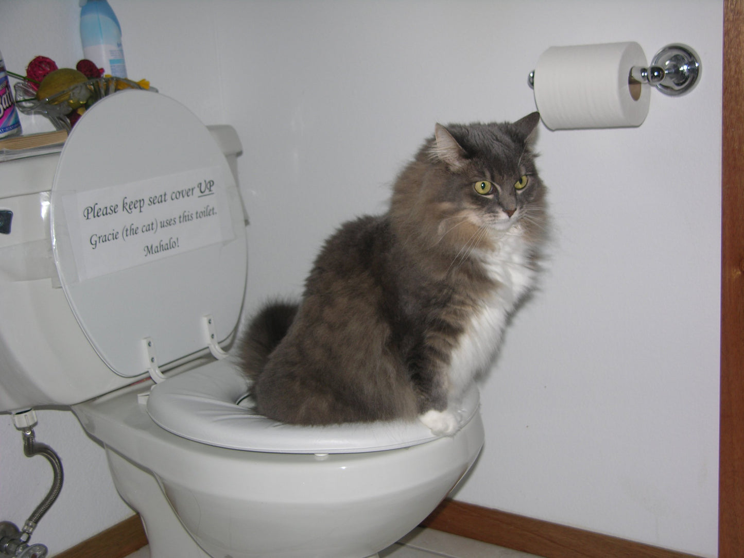 CitiKitty Cat Toilet Training Kit