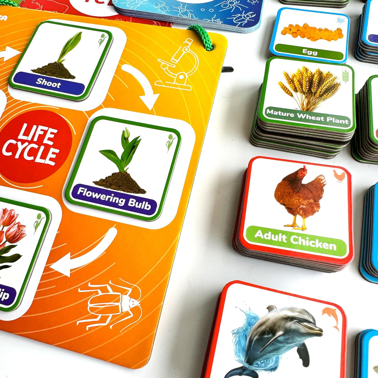 Quokka Life Cycle Kit Toy Montessori - 30 Flash Cards Toddler Science Activities for Kids Ages 3-4 - Prek Animal Learning Materials 3-5 - 120 Magnetic Homeschooling Supplies for Preschool