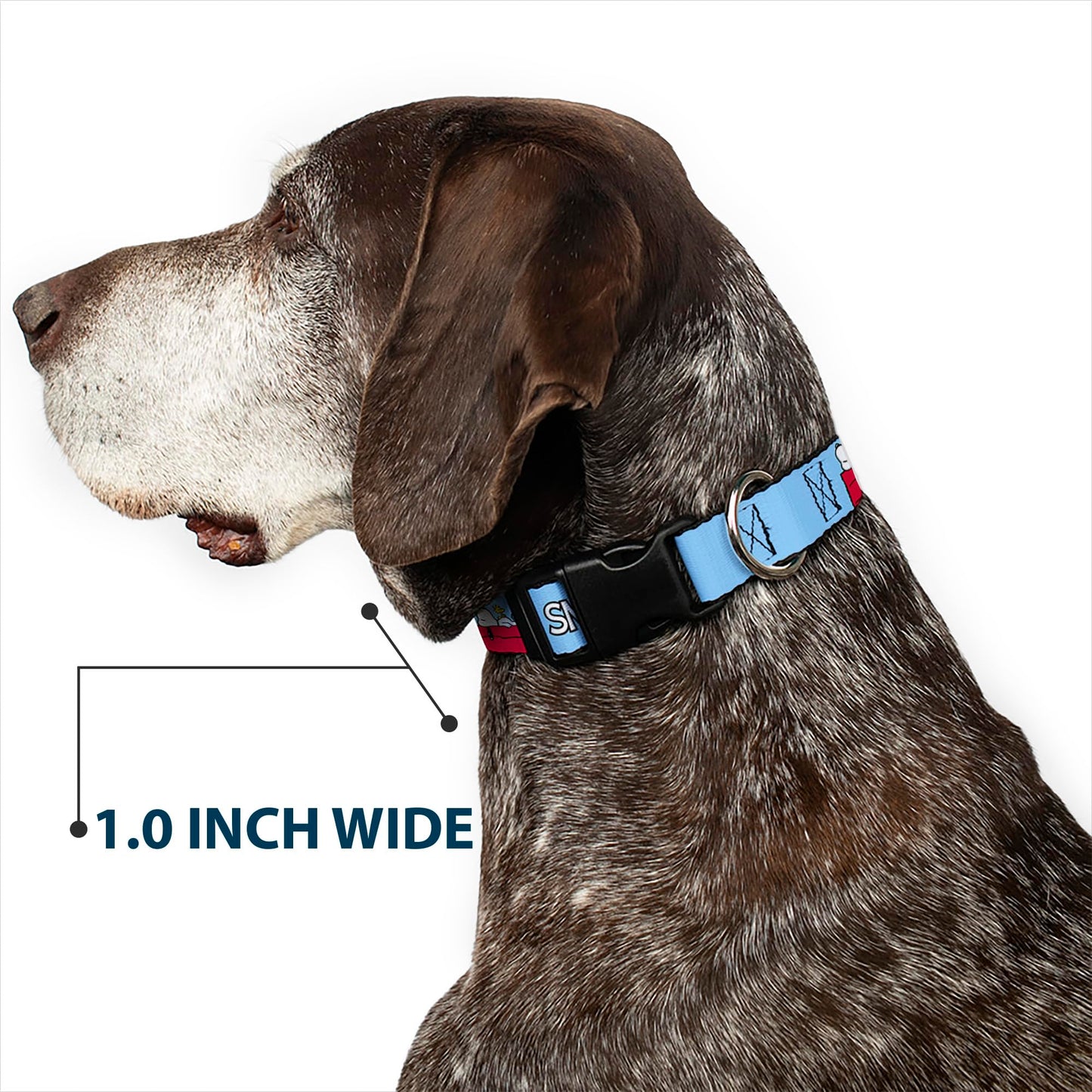 Peanuts Worldwide LLC Pet Collar, Dog Collar Plastic Buckle, Peanuts Snoopy and Woodstock Dog House Pose and Text Sky Blue, 11 to 16.5 Inches 1.0 Inch Wide