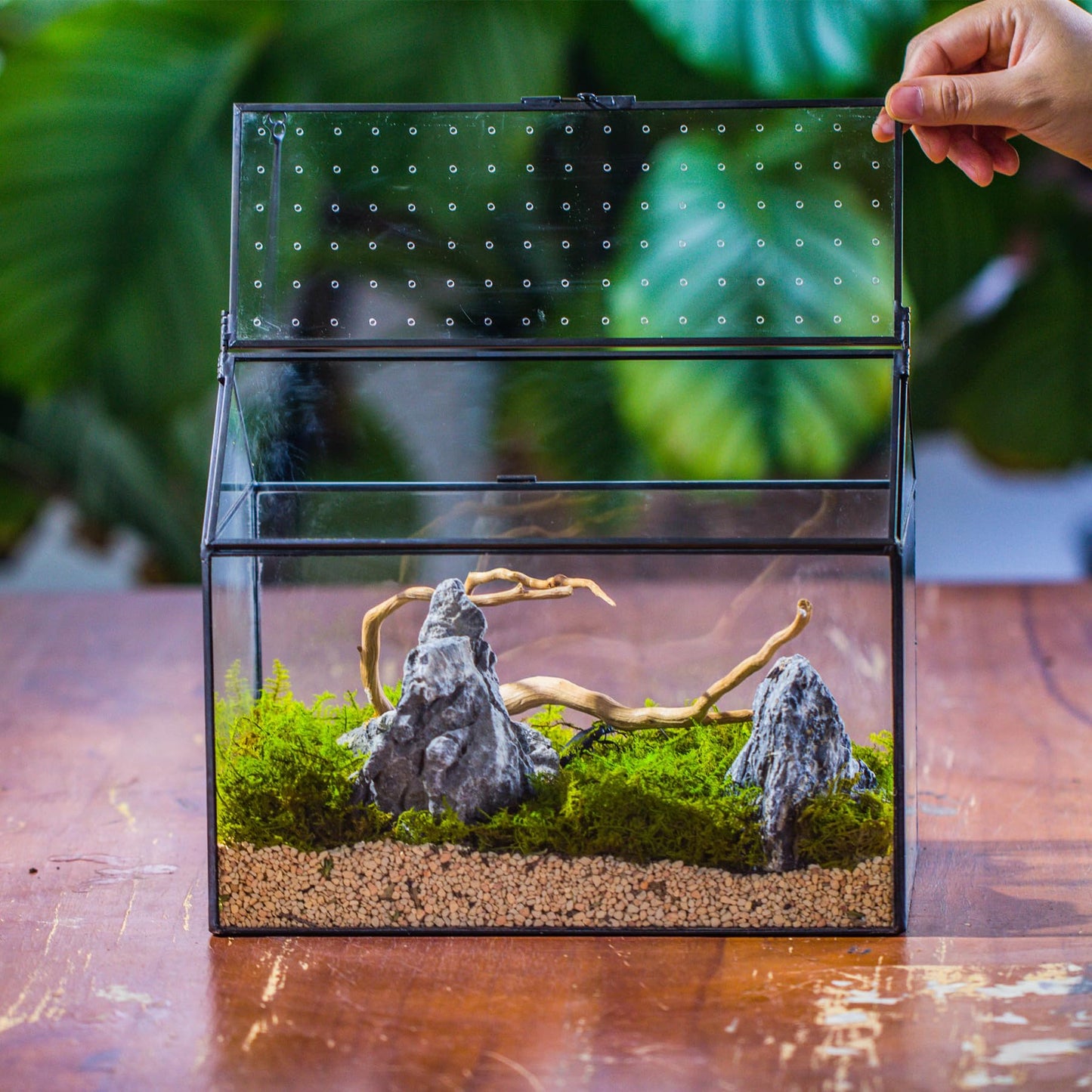 NCYP Glass Terrarium with Acrylic Lid, 26x15x21 cm, Large Geometric House Shape Clear Box for Snails, Ferns, Succulents, Air Plants, Indoor Tabletop Decor, Black (Terrarium Only)