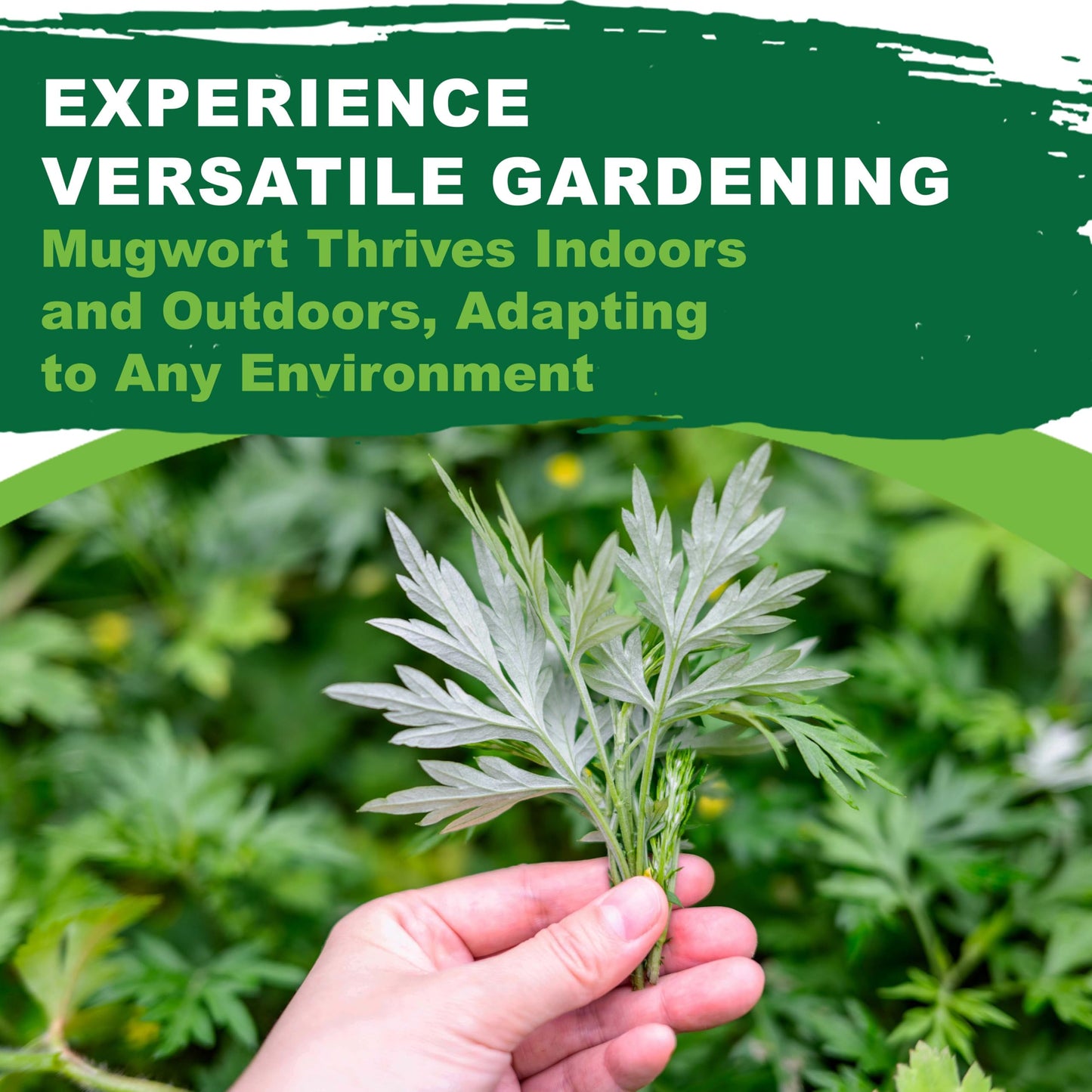 TKE Farms & Gardens - Mugwort Seeds for Planting, 500 mg Packet, 4000+ Non-GMO Heirloom Medicinal Herb Seeds, High Germination Rate, Fast-Growing Perennial Herb, Includes Easy Planting Instructions