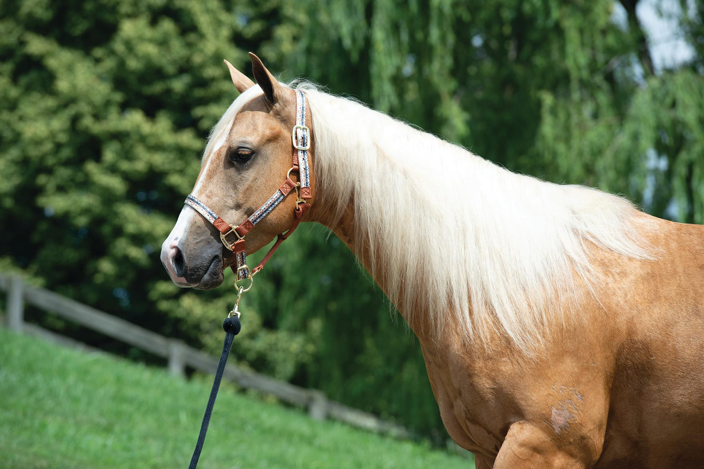 Weaver Leather Adjustable Patterned Nylon Horse Halter, Medium, 35-6785-259, Trekking West