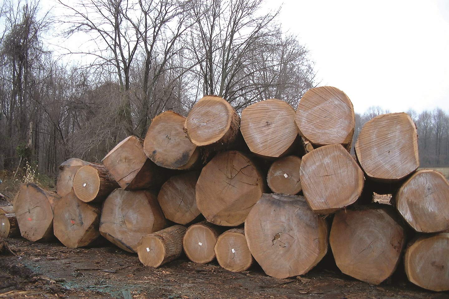 ANCHORSEAL Classic Log & Lumber End Sealer (1 Quart) - Water Based Wax Emulsion, Prevents up to 90% of End Checking on Cut Ends of Hardwood & Softwood … (1 Quart)