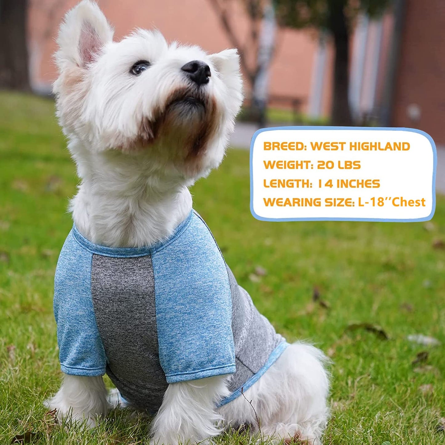KYEESE 2 Pack Dog Shirts Quick Dry Raglan Sleeve Soft Stretchy Dog T-Shirts with Reflective Label Pet Clothes for Small Dogs