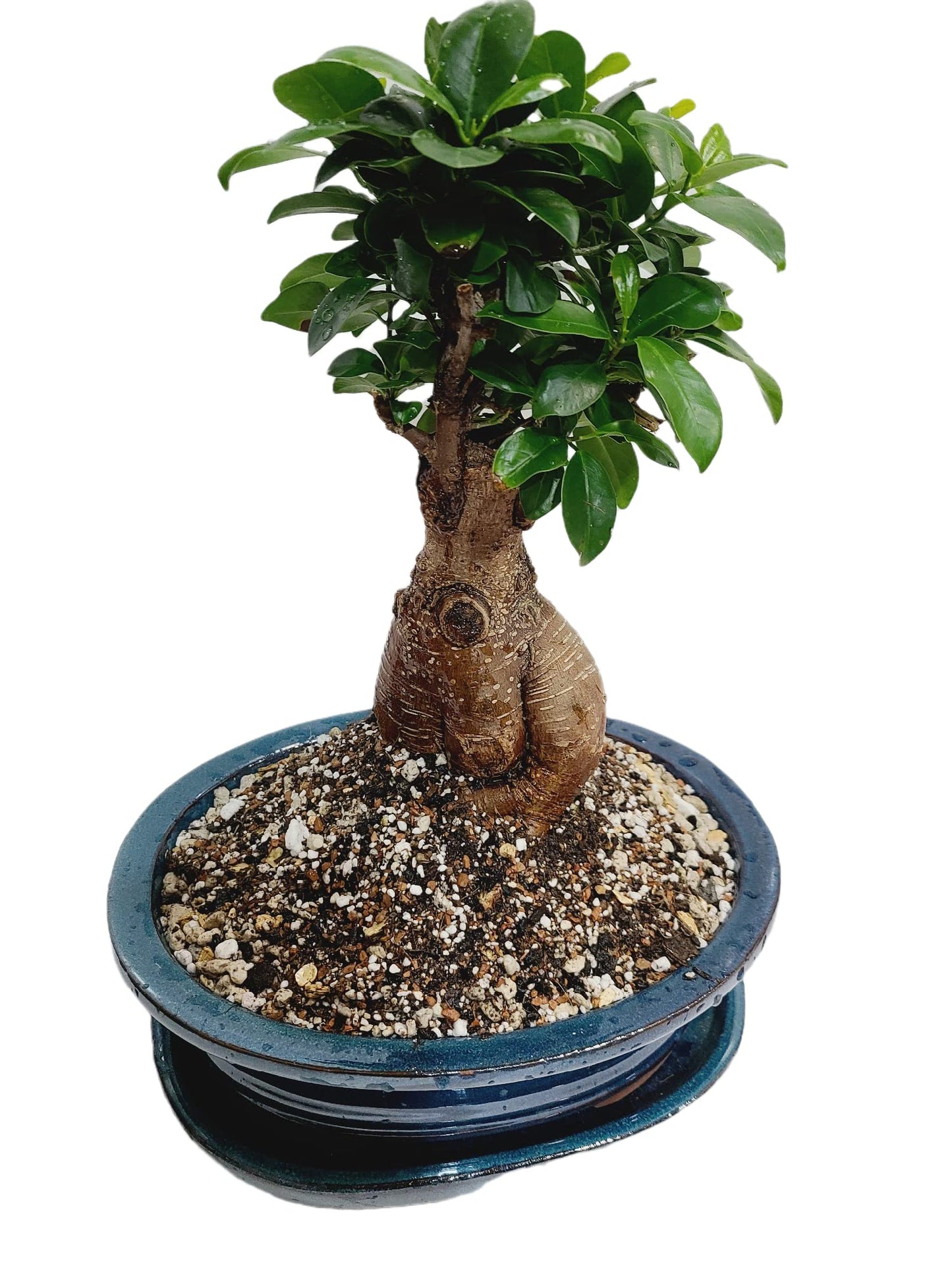 4L Organic Bonsai Tree Potting Mix, Rich in Nutrients and Organisms That Promotes The Growth of All Bonsai Trees, Health Root & Well-draining (4 L Bag)