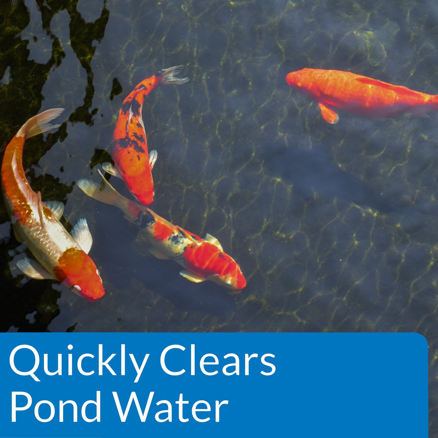 PondCare API Pond ACCU-Clear Pond Water Clarifier 64-Ounce Bottle