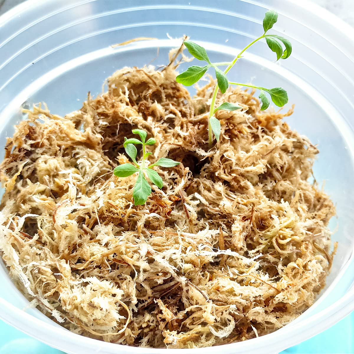 Yilotuce 1.1 lb Sphagnum Moss for Plants, Carefully Selected Clean Sphagnum Mos for Rooting Plants