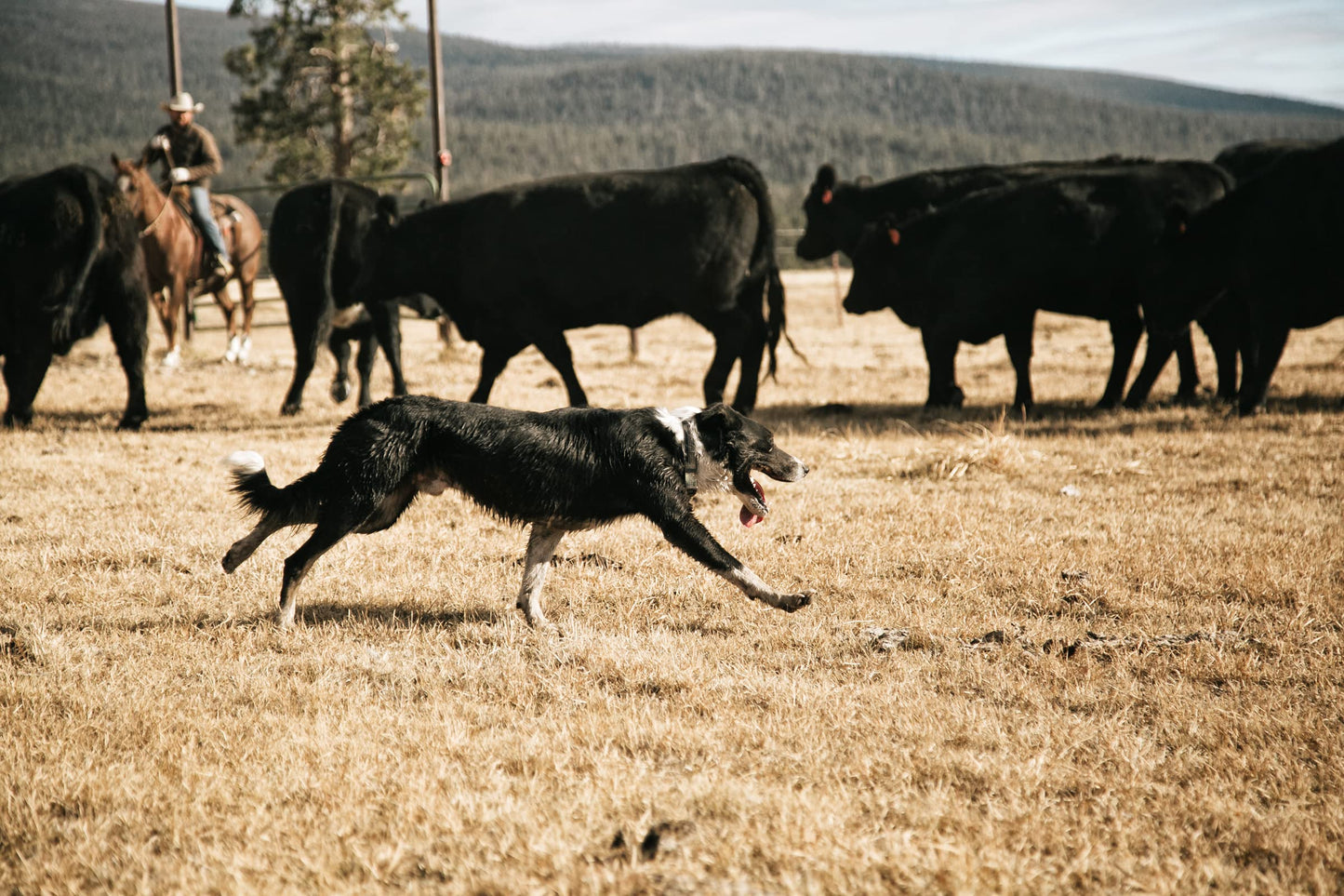 Carhartt Pet Fully Adjustable Webbing Collars for Dogs, Reflective Stitching for Visibility, Blanket Stripe, Medium