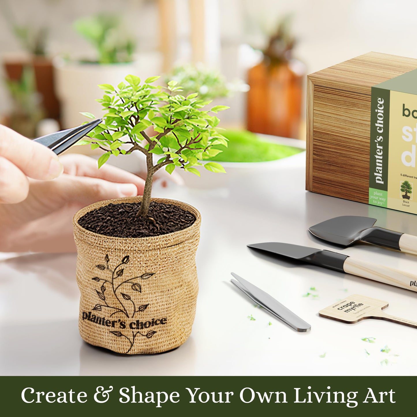 Planter's Choice Bonsai Tree Starter Kit - Unique Gifts for Women, Men - Gifts for Adults - Indoor Live House Plants - DIY Crafts for Adults Craft Kits - Hobby Gift for Gardening Lovers