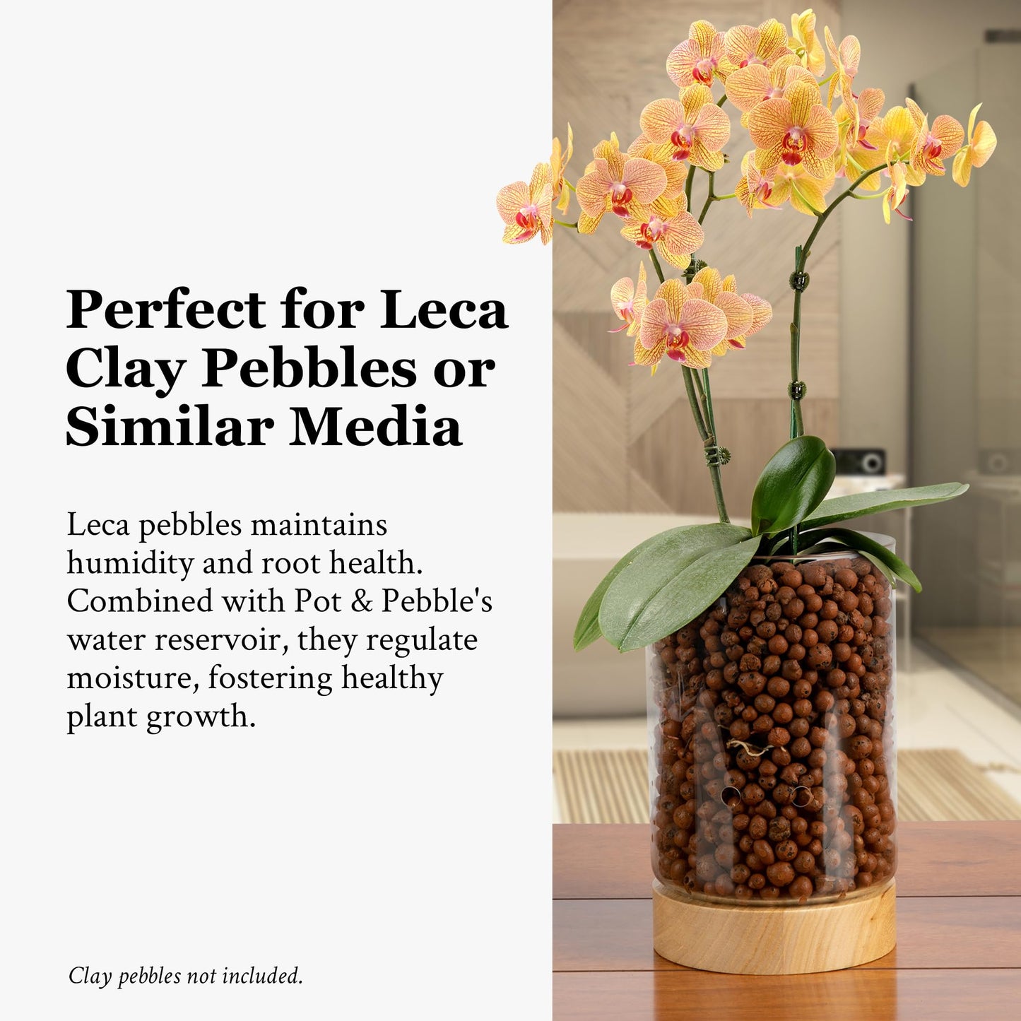 Pot & Pebble - C1 Glass Planter with Wooden Base - Plant Propagation Station with Holes for Water Level Control - Plant Cutting Holder for LECA Clay Pebbles/Similar Media - Semi Hydroponic Planter