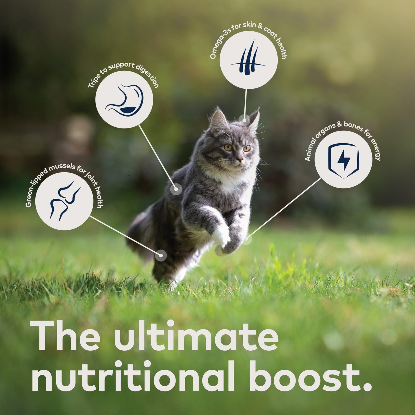 ZIWI Peak Canned Wet Cat Food – All Natural, High Protein, Grain Free, Limited Ingredient, with Superfoods (Venison, Case of 12, 185 g Cans)