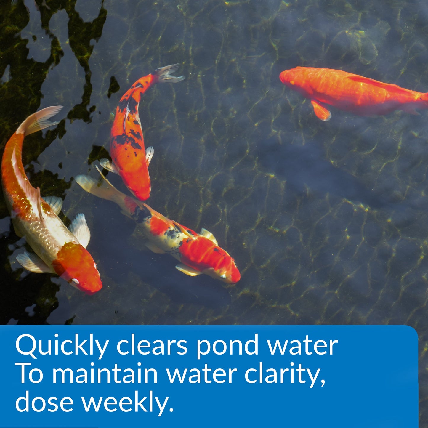 PondCare API Pond ACCU-Clear Pond Water Clarifier 64-Ounce Bottle