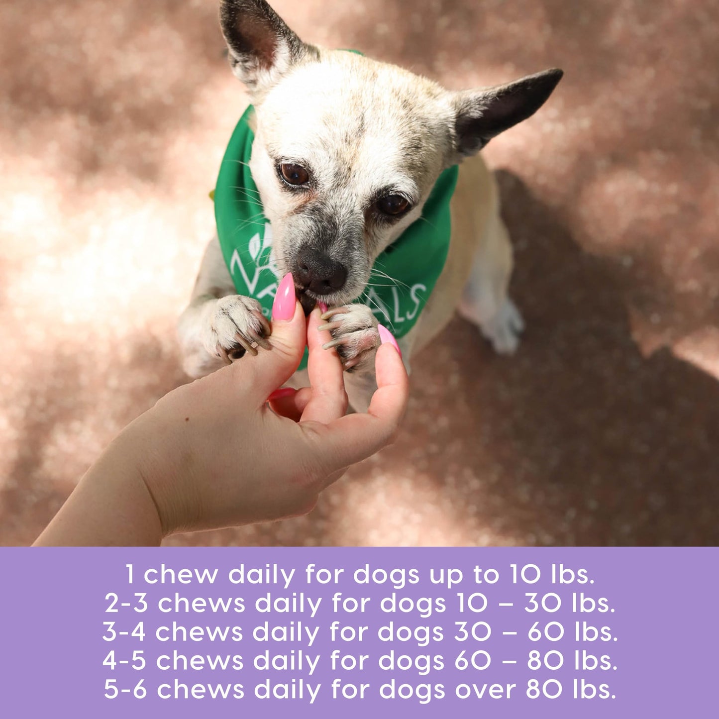 Ark Naturals Gray Muzzle Brain's Best Friend Dog Chews for Senior Dogs, Supports Cognitive Health and Enhances Brain Retention, Functional Natural Ingredients, 90 Count