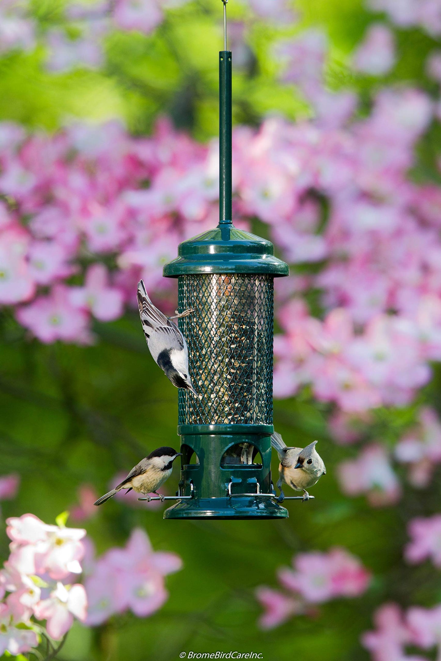 Squirrel Buster Standard Squirrel-Proof Feeder for Wild Birds – 4 Metal Perches, 1.3 lb Seed Capacity, Chew-Proof, Easy to Fill & Clean, Perfect for Sunflower Seeds, Blends & Dried Mealworms, Green