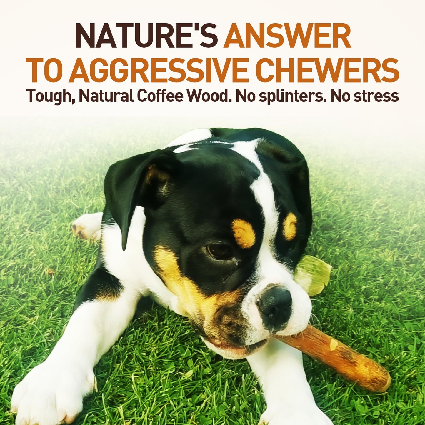 Wildfang® Olive Wood Chewing Sticks for Dogs, L – Tough Chew Toys for Aggressive Chewers, Puppy Chew Toys for Teething, Training for Chewing Muscles, Olive Wood Stick for Dogs Over 25 kg (Pack of 3)