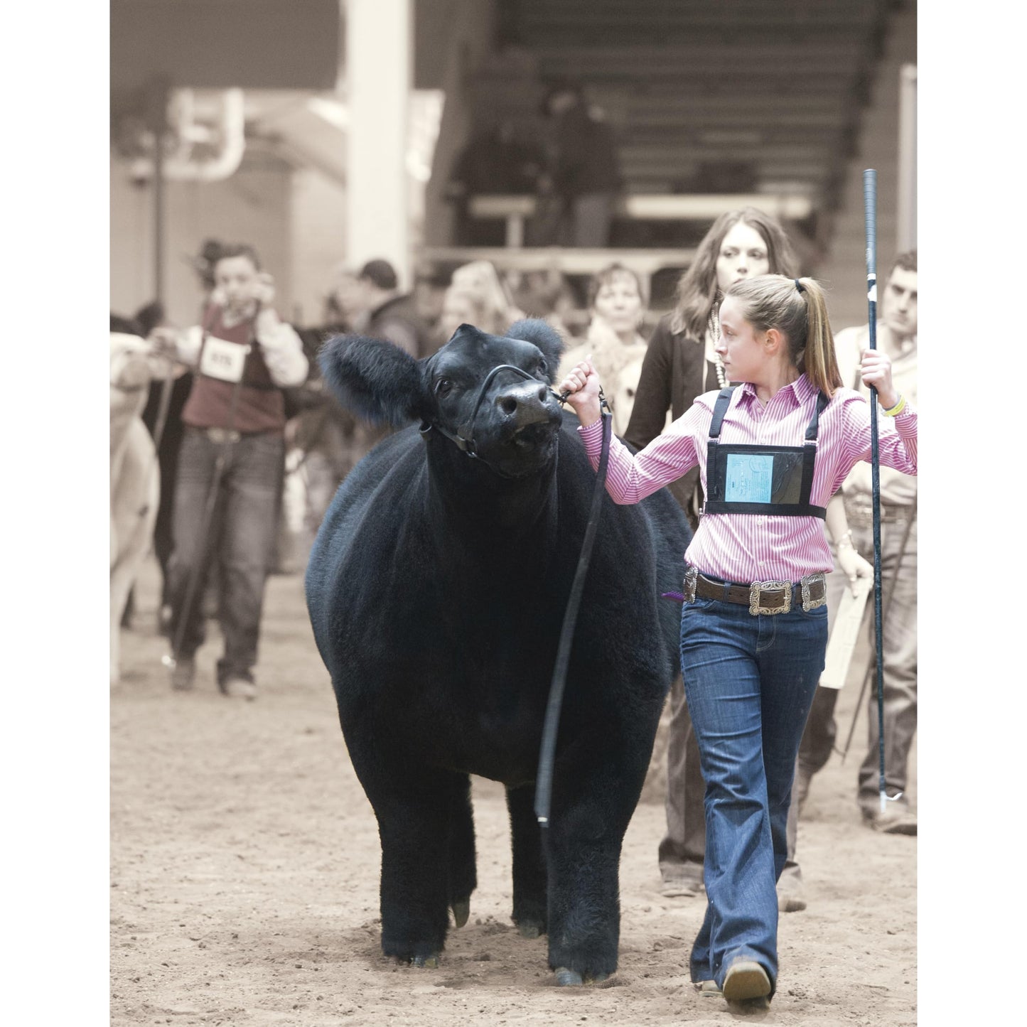 Weaver Livestock Leather Magic Show Cattle Halter, Adjustable, Modern Style Cow Calf Halter, Livestock Handling Equipment for Showing, Black