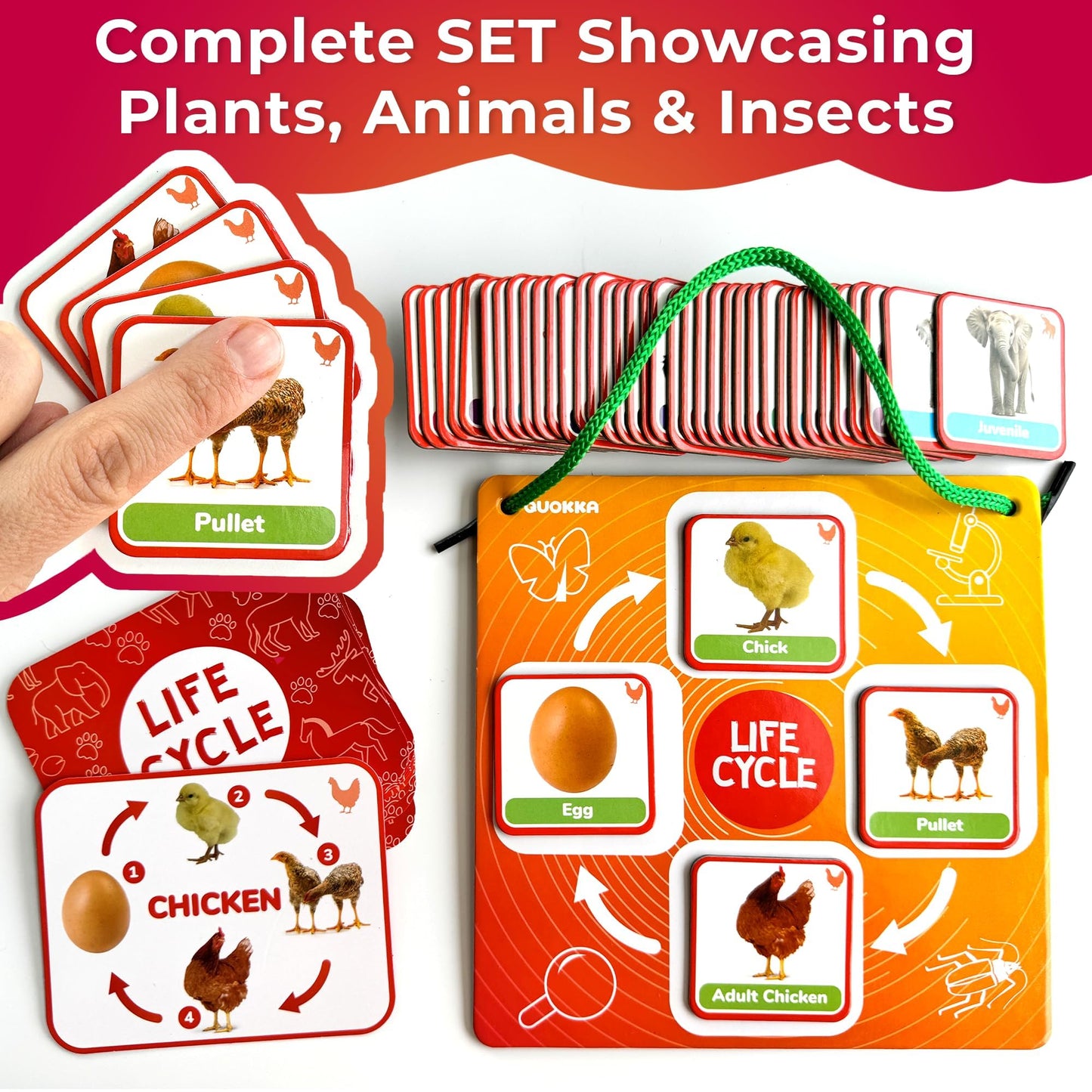 Quokka Life Cycle Kit Toy Montessori - 30 Flash Cards Toddler Science Activities for Kids Ages 3-4 - Prek Animal Learning Materials 3-5 - 120 Magnetic Homeschooling Supplies for Preschool