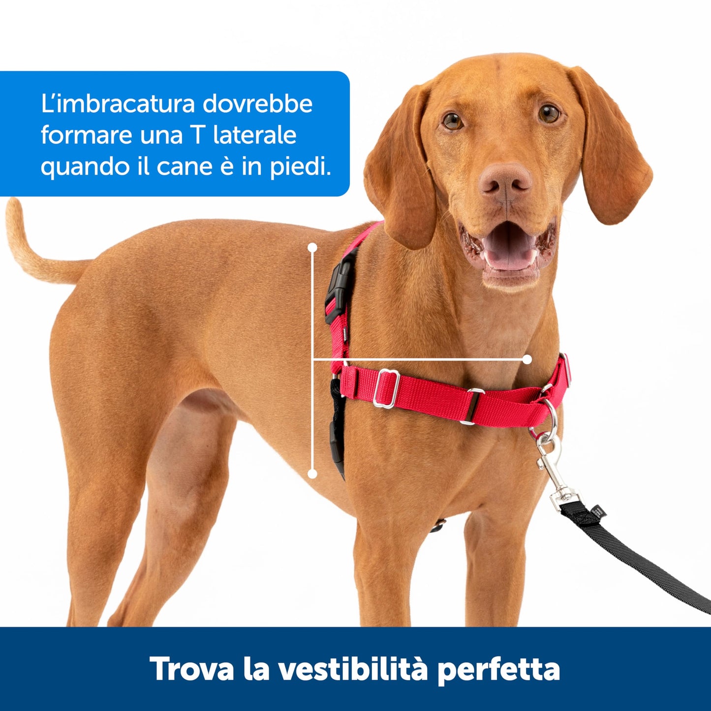 PetSafe Easy Walk Harness, No Pull Harness for Dogs, Adjustable Harness with Included Matching Lead, Black, Large