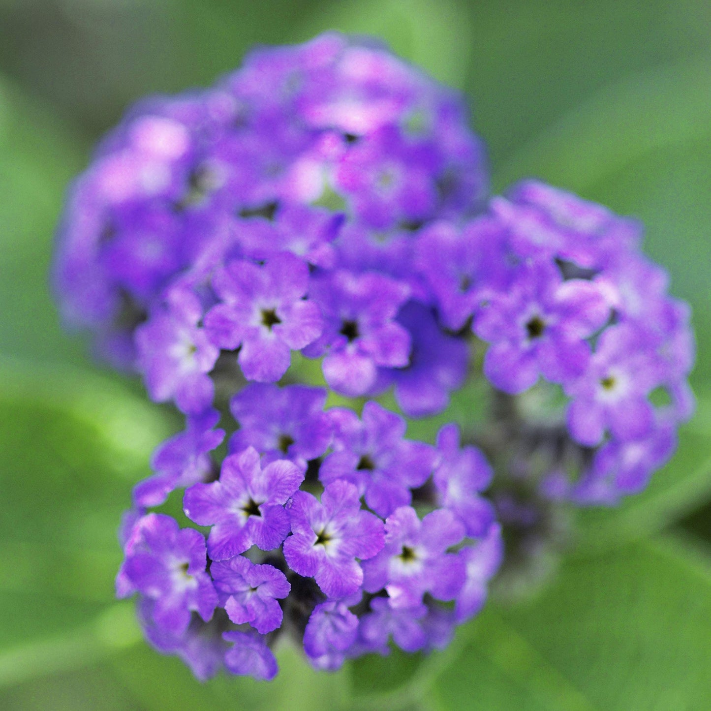 Casual By Paul Sebastian For Women. Fine Parfum Spray 4.0 Oz