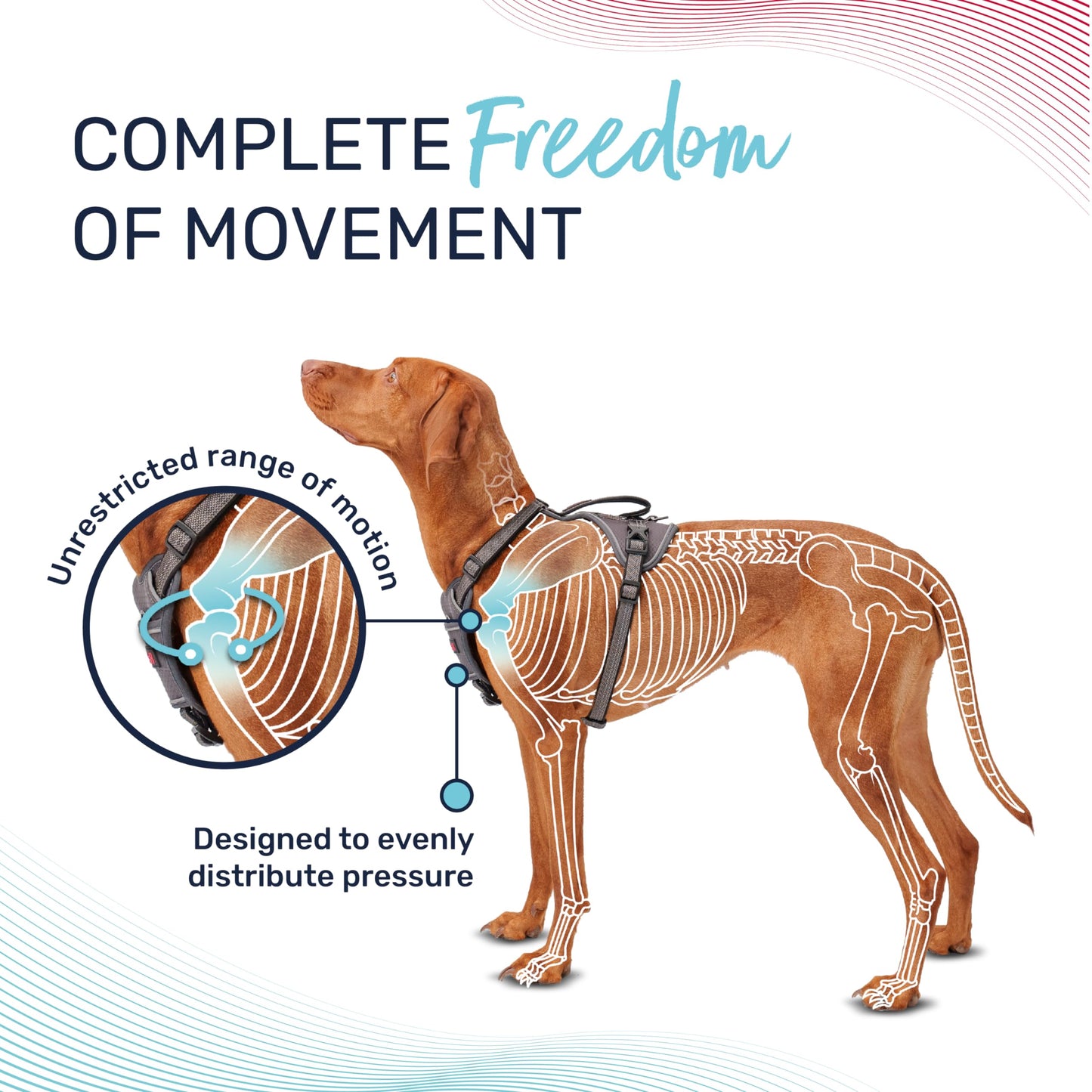 HALTI Anatomy Dog Harness with Handle - Provides Your Dog Freedom of Movement for Comfortable Walking. 3 Leash Attachment Points, Neoprene Padded, Adjustable, and Reflective (Size Large, Grey)
