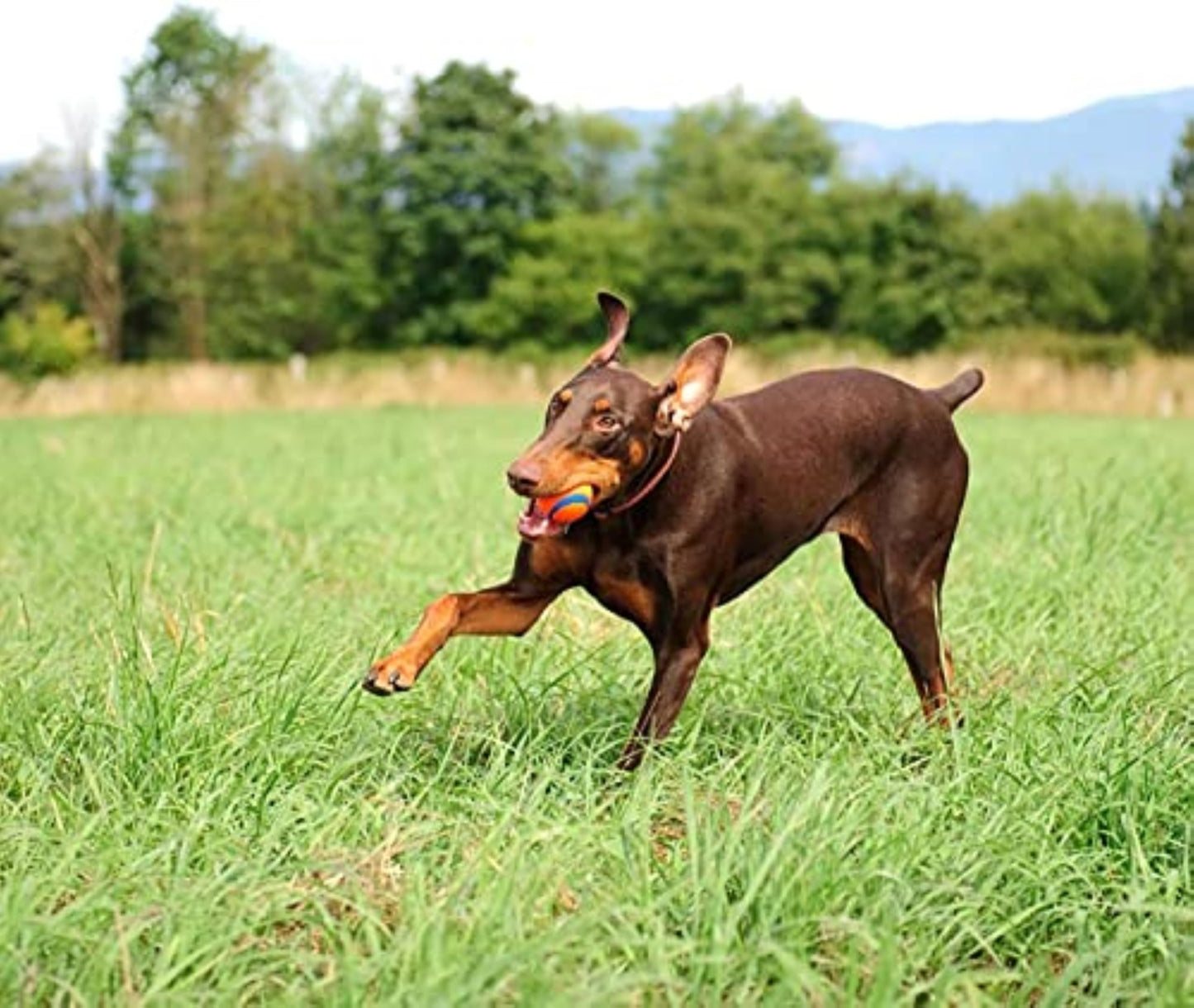 Chuckit! Ultra Ball Fetch Toy for Dogs, Medium Size 8 Pack with Cleaning Bucket
