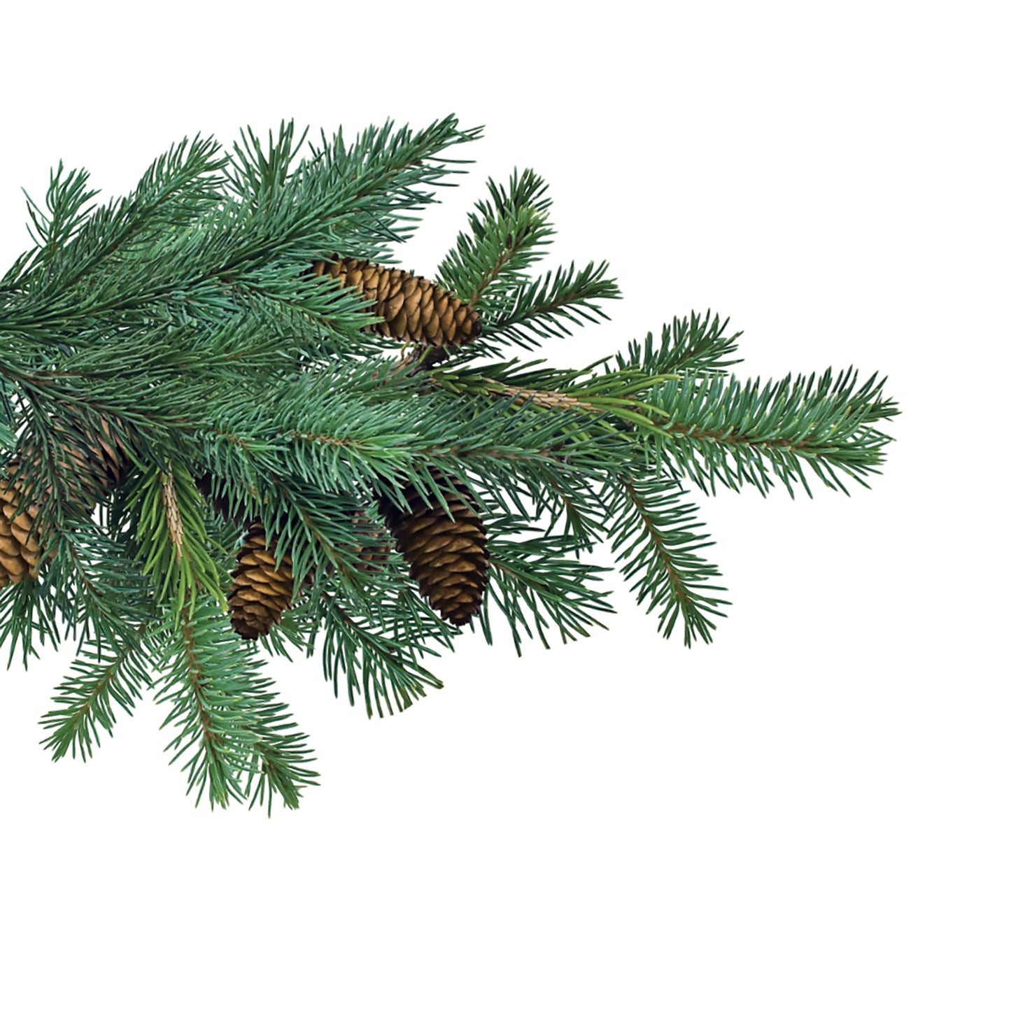Jobe’s Evergreen Fertilizer Spikes 13-3-4 Time Release Fertilizer for Juniper, Spruce, Cypress and All Other Evergreen Trees, 15 Spikes per Package