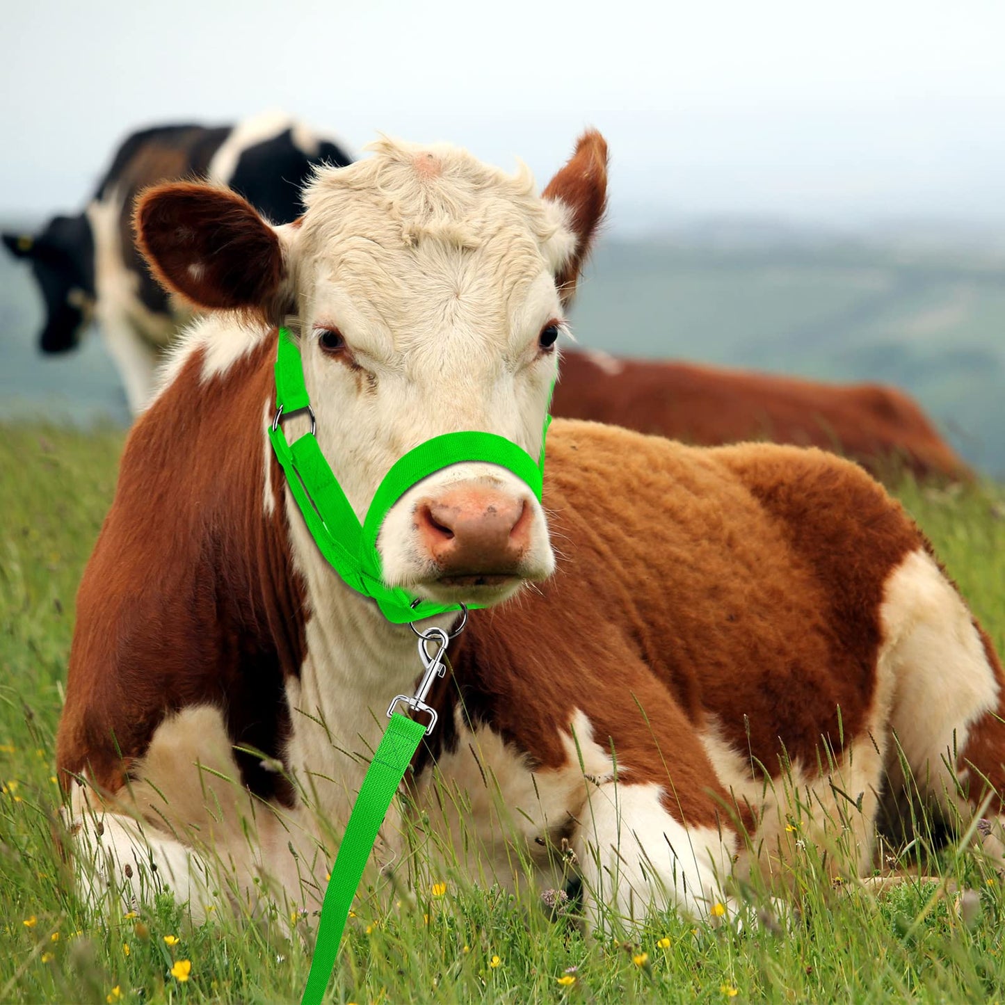 Hillban Cow Halter Cattle Halters Adjustable Calf Halter with Leading Rope for Miniature Horse Donkey Goat Foal Nylon Cattle Training Supplies(Large,Green)