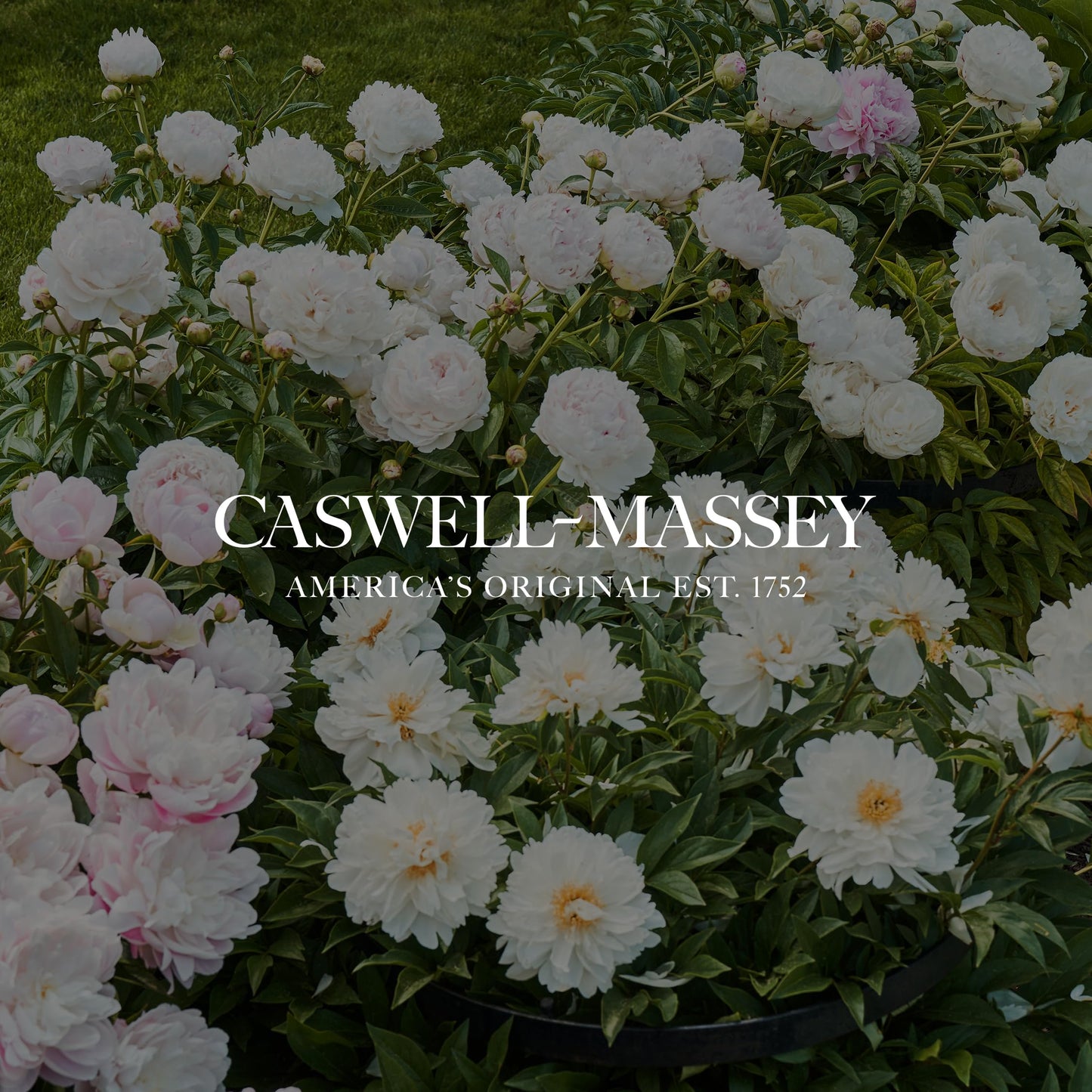 Caswell-Massey Bouquet Discovery Set, Includes Peony, Orchid & Rose, Discover the Beauty of Botanicals, Travel Size Perfume Set, Perfume for Women, 7.5 ml Each