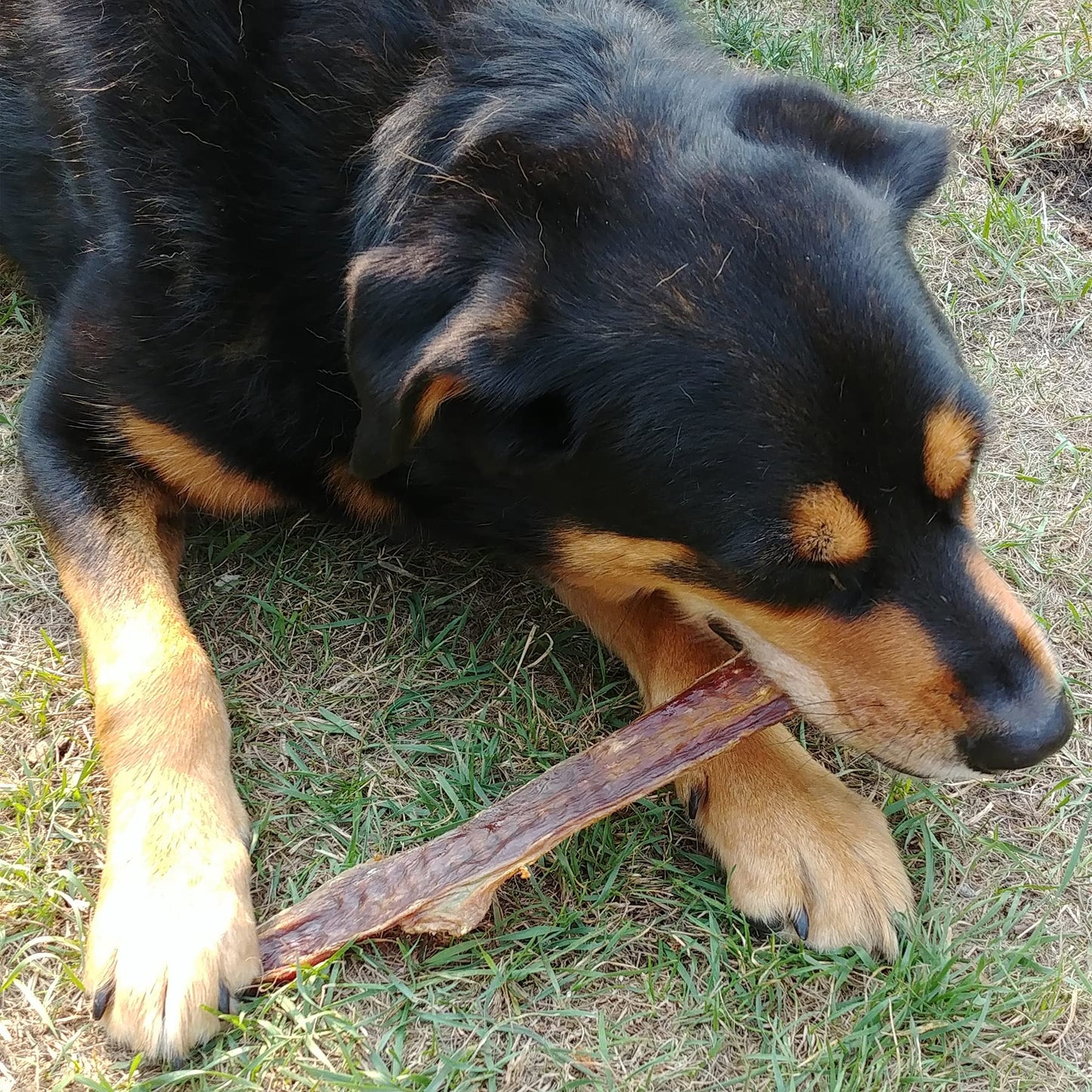 Burgham Beef Gullet Strips for Dogs & Puppies - Natural Dog Treats for Large or Medium Dogs - Oral Health Friendly Dog Chews - 12 Inches (10 Pack)