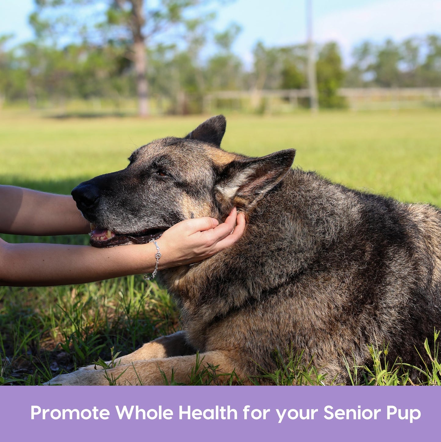 Ark Naturals Gray Muzzle Brain's Best Friend Dog Chews for Senior Dogs, Supports Cognitive Health and Enhances Brain Retention, Functional Natural Ingredients, 90 Count