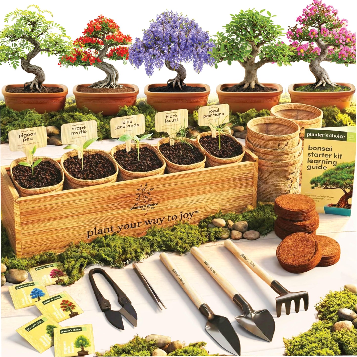 Planter's Choice Bonsai Tree Starter Kit - Unique Gifts for Women, Men - Gifts for Adults - Indoor Live House Plants - DIY Crafts for Adults Craft Kits - Hobby Gift for Gardening Lovers