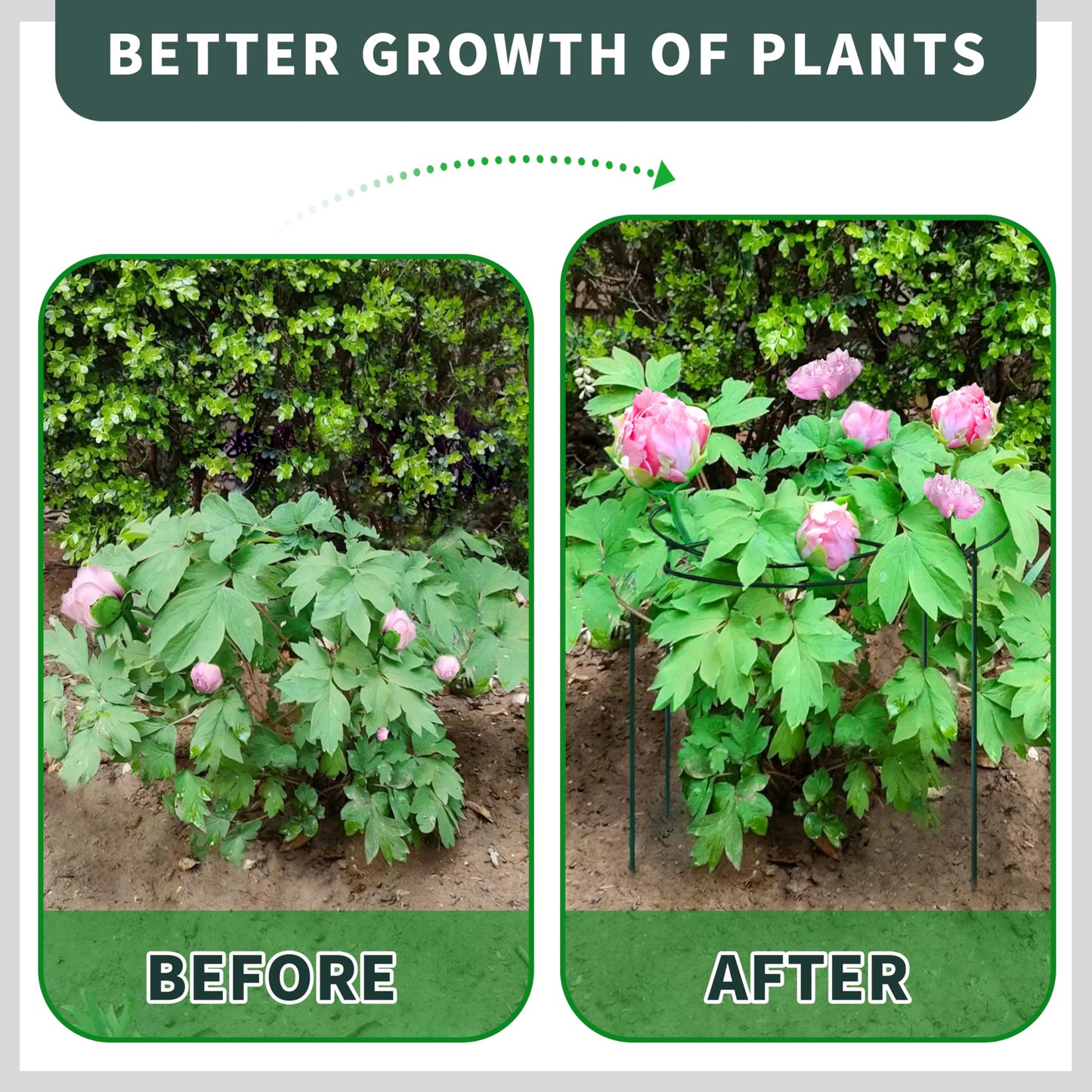 4 Pack Peony Cages and Supports 32" H x 14" D, Green Metal Rust-Proof Peony cage Round Cross-Concentric Frame & Removable 4 Legs (5mm Wire Rod) for Outdoor/interieur Plants,Rose,Hydrangea