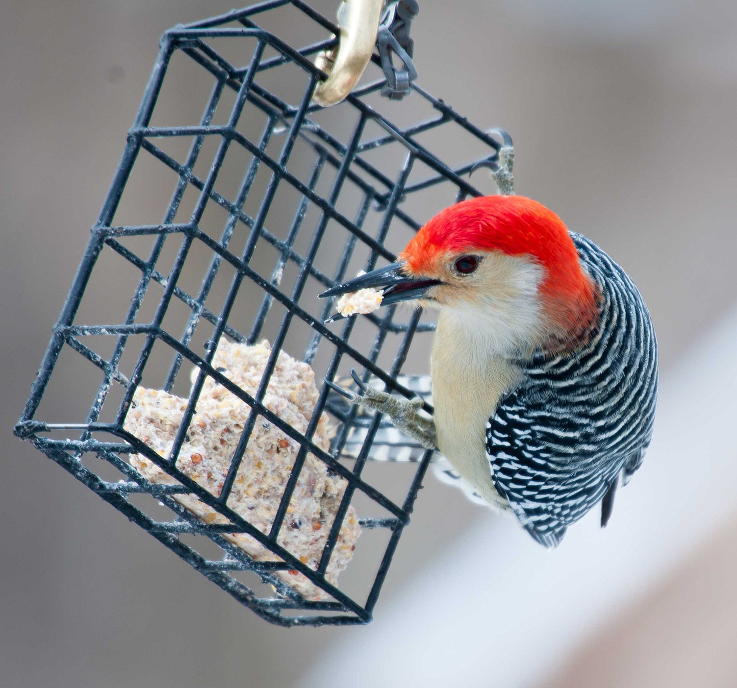 Wildlife Sciences 240 Wild Bird Suet Plus Cakes, Pack of 10