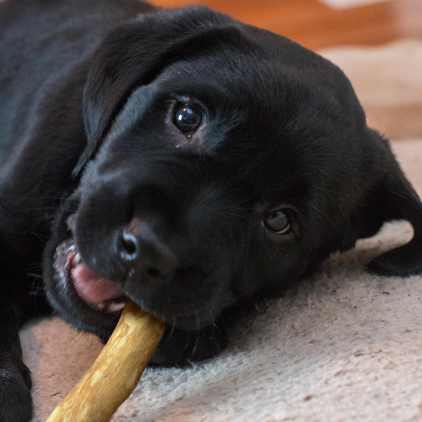 Wildfang® Coffee Wood Dog Chew, L – Durable Chew Toy for Aggressive Chewers, Puppy Teething Toy, Helps Strengthen Chewing Muscles, Coffee Tree Stick for Large Dogs 25–45 kg (Pack of 3)