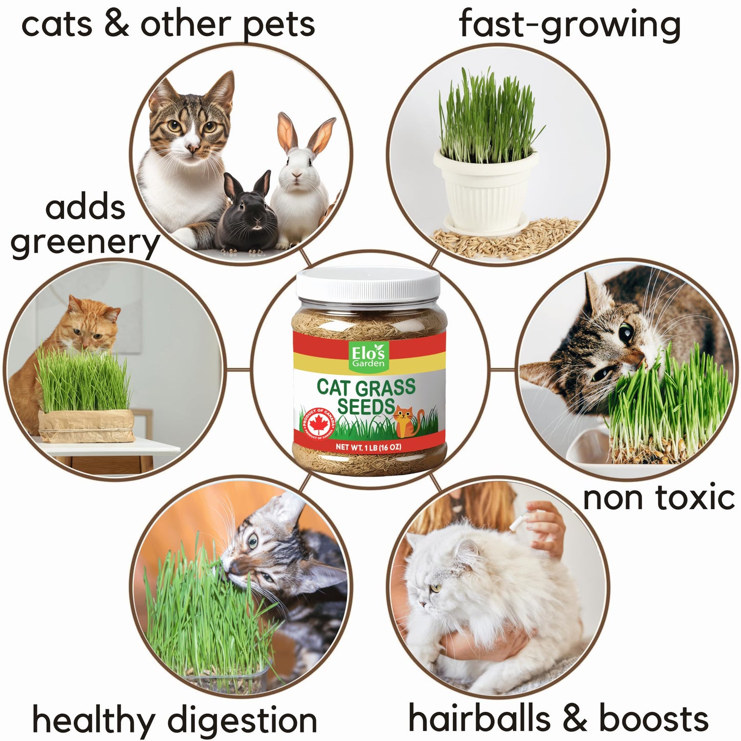 Cat Grass Seeds 1lb – 100% Natural and Easy-to-Grow Wheatgrass Blend for Cats’ Digestion and Indoor Gardening by ELO’S Garden