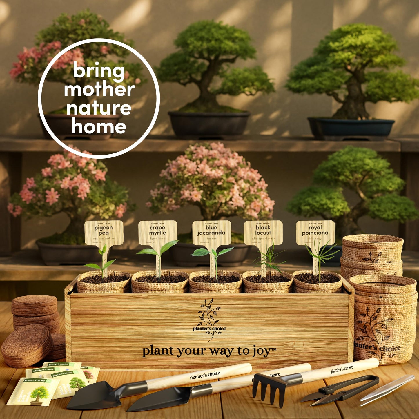 Planter's Choice Bonsai Tree Starter Kit - Unique Gifts for Women, Men - Gifts for Adults - Indoor Live House Plants - DIY Crafts for Adults Craft Kits - Hobby Gift for Gardening Lovers