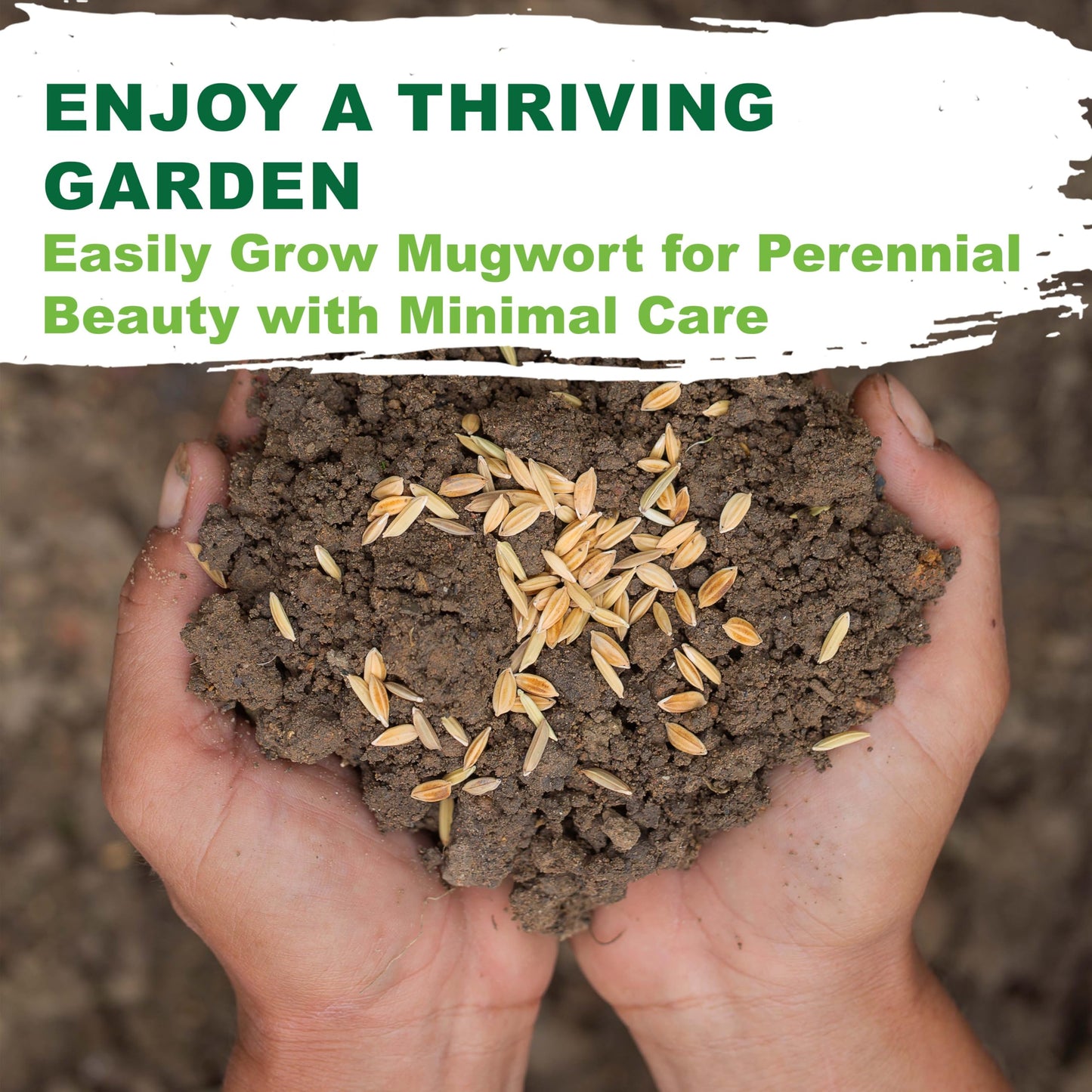 TKE Farms & Gardens - Mugwort Seeds for Planting, 500 mg Packet, 4000+ Non-GMO Heirloom Medicinal Herb Seeds, High Germination Rate, Fast-Growing Perennial Herb, Includes Easy Planting Instructions